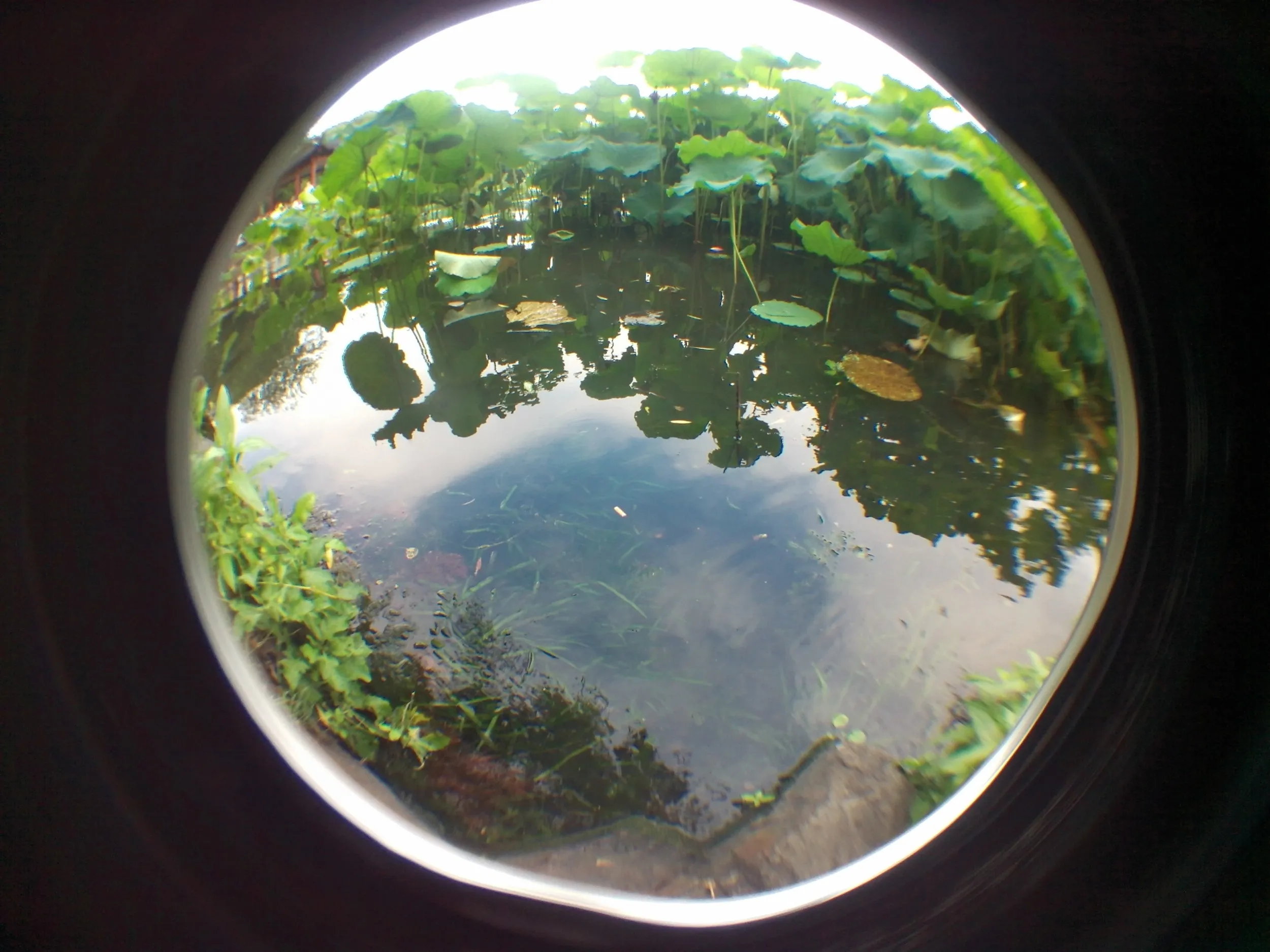 蘇堤、北側の蓮と蓮の花