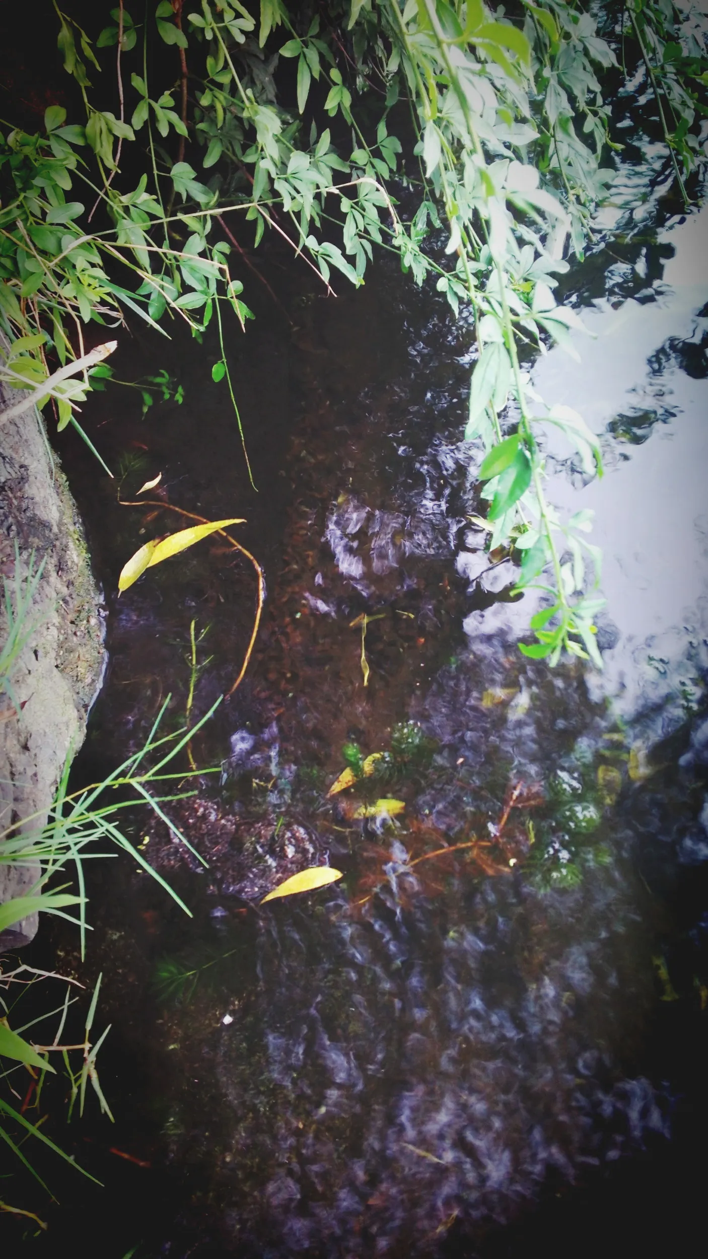 蘇堤から西湖の湖面を覗き込む