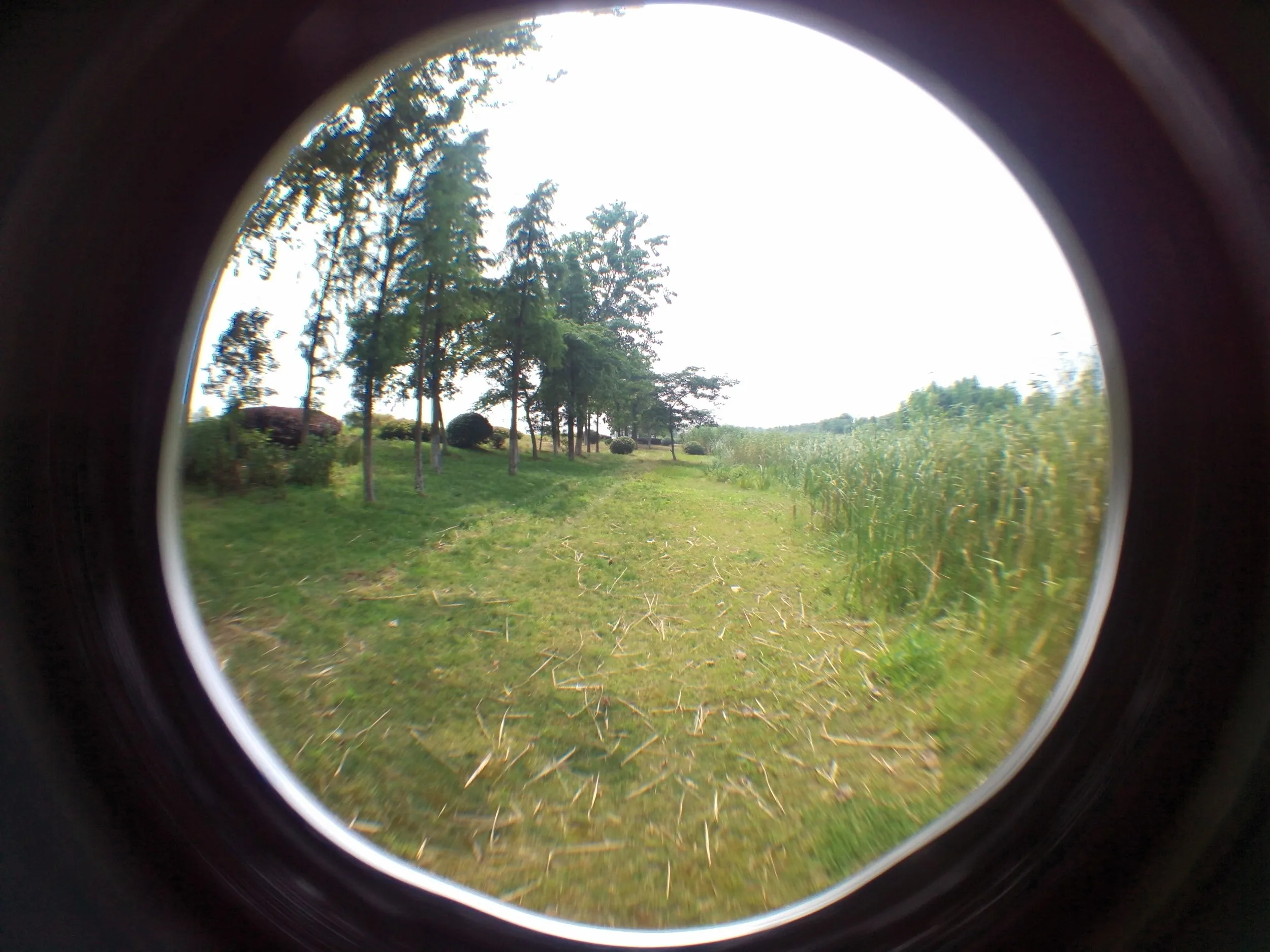 太湖大堤周辺の湿地