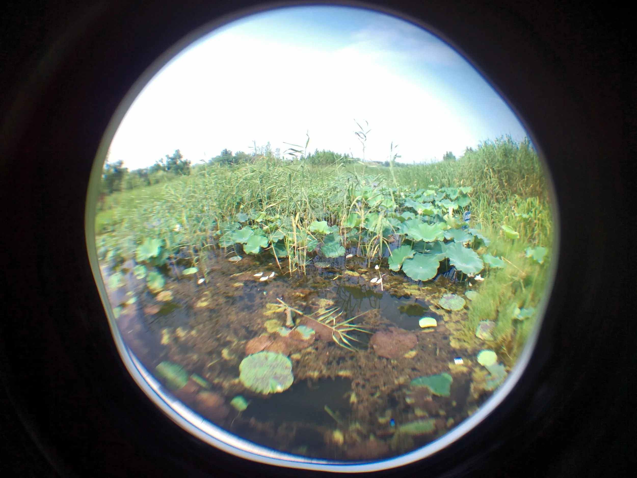 太湖大堤付近の湿地