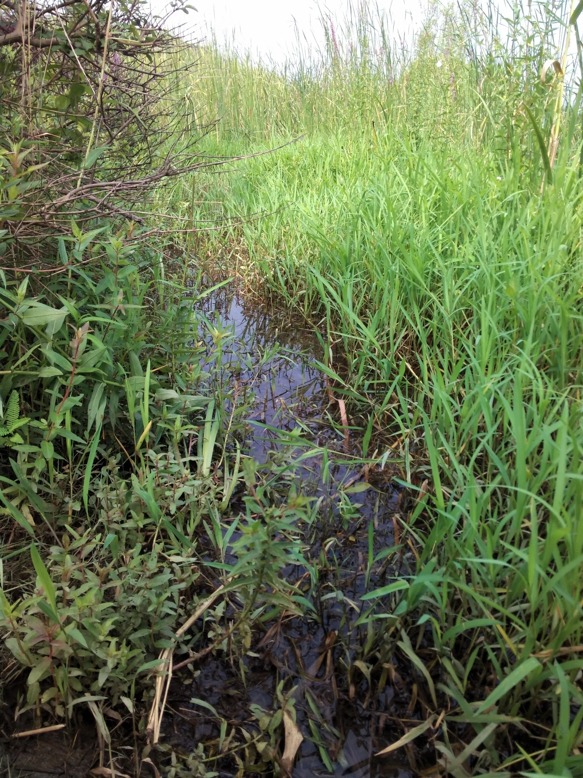 太湖大堤付近の湿地