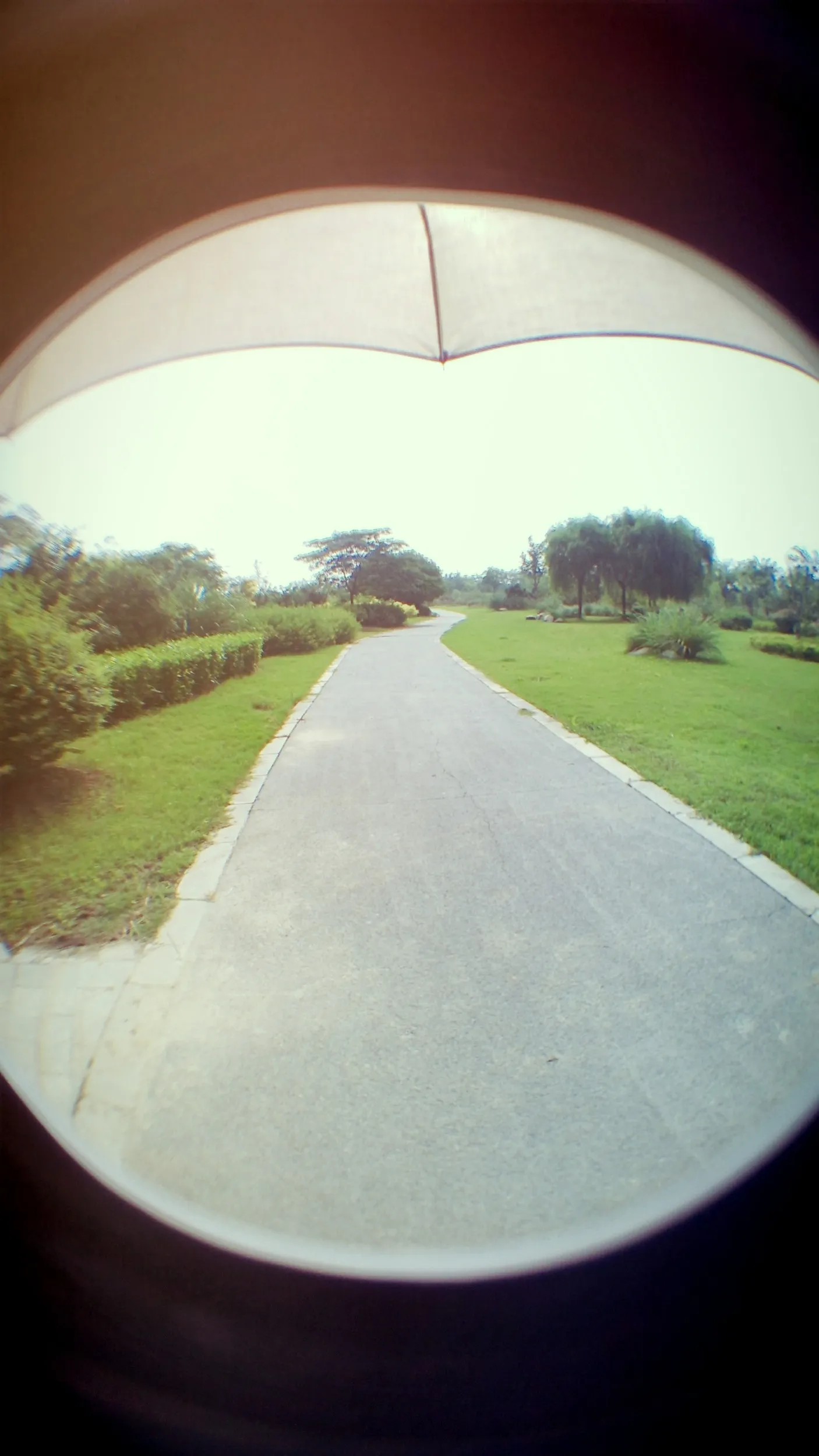 太湖大堤付近の湿地