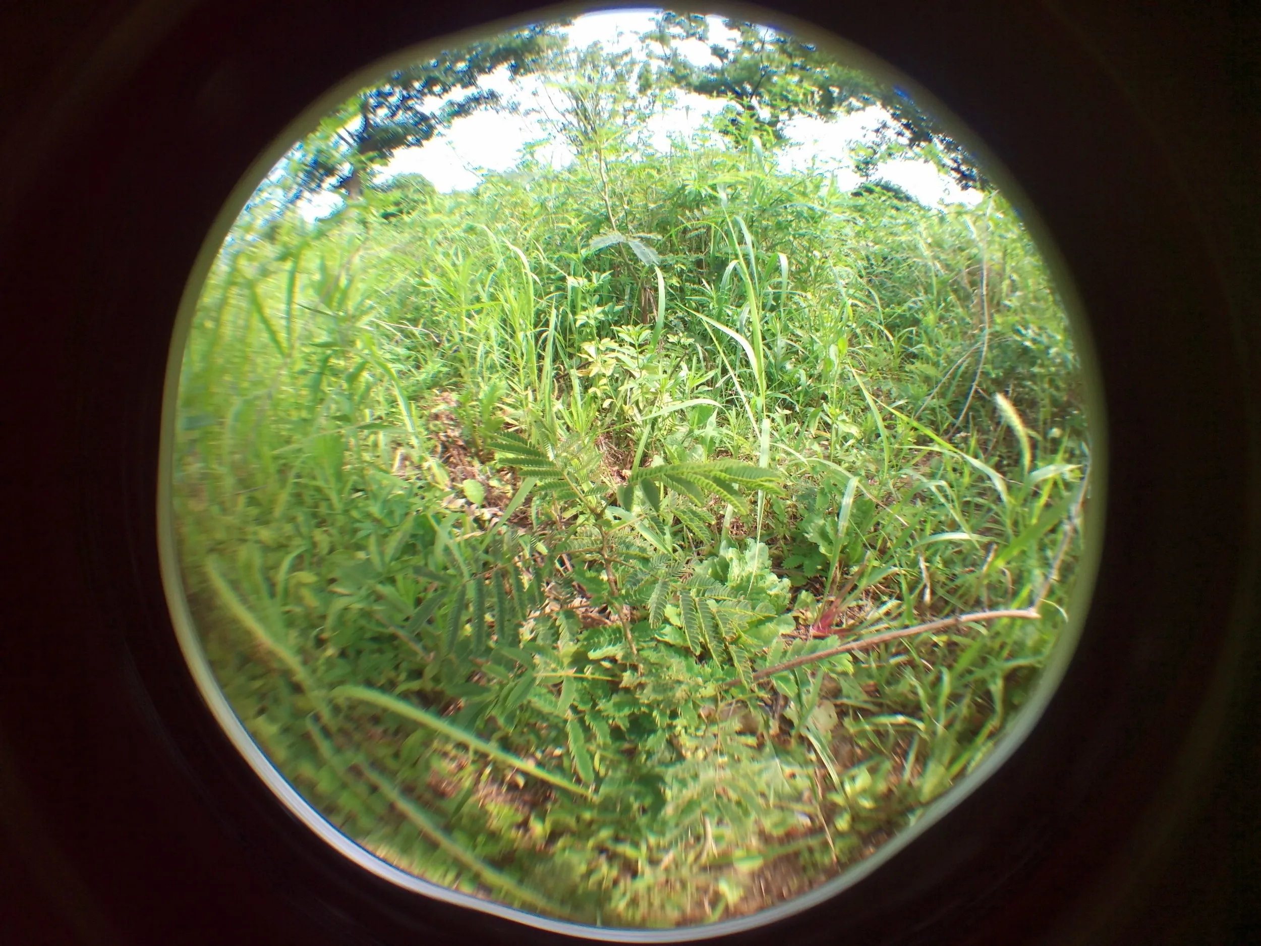 太湖大堤付近の湿地