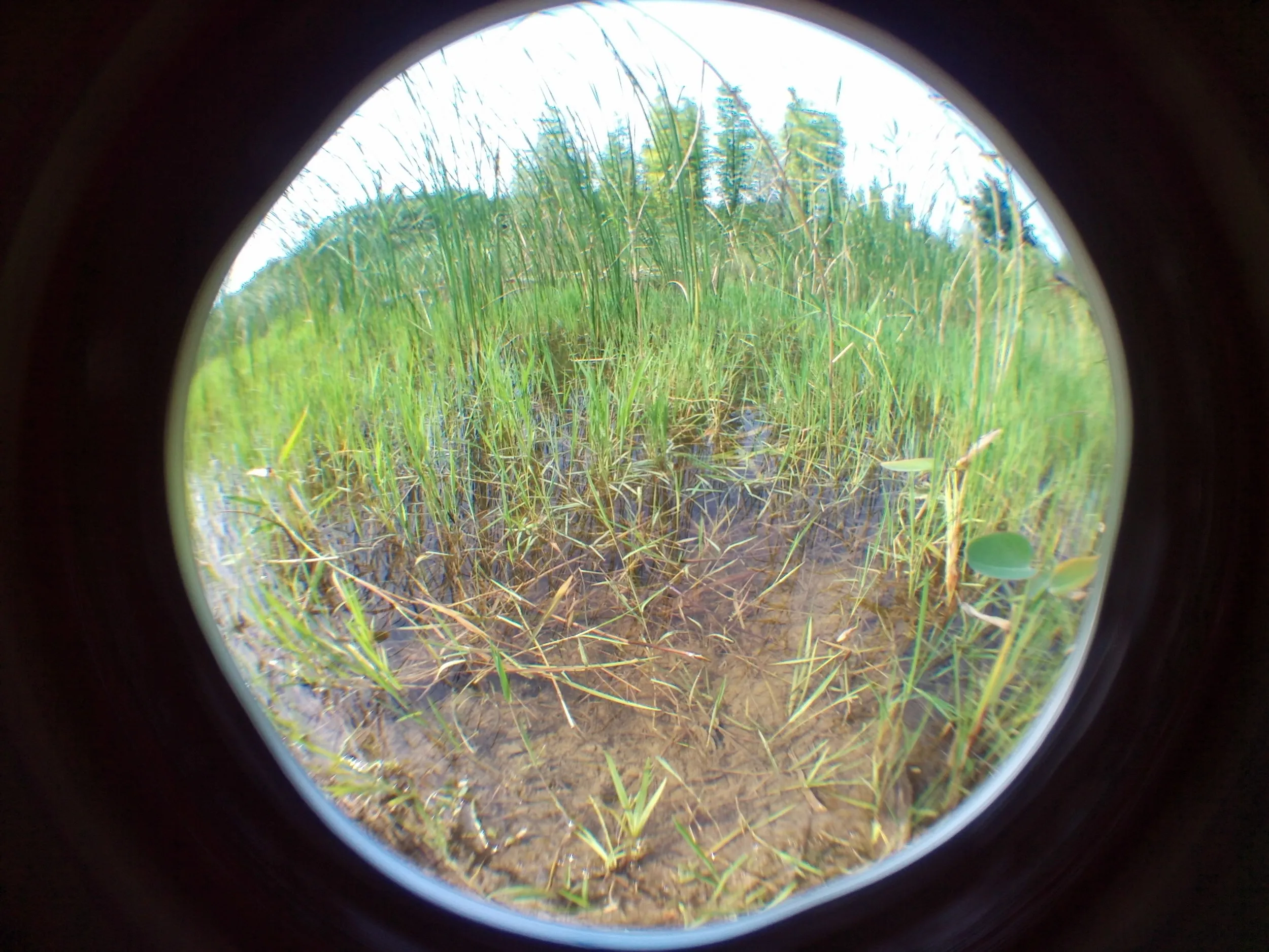 太湖大堤付近の湿地