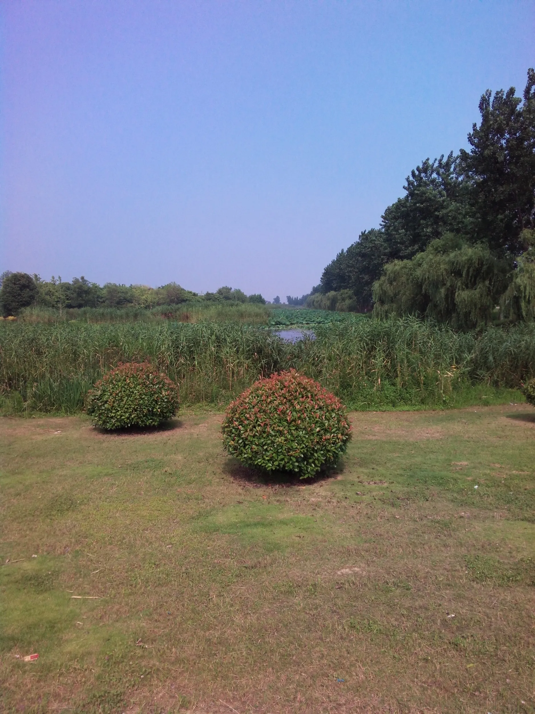 太湖大堤付近の湿地