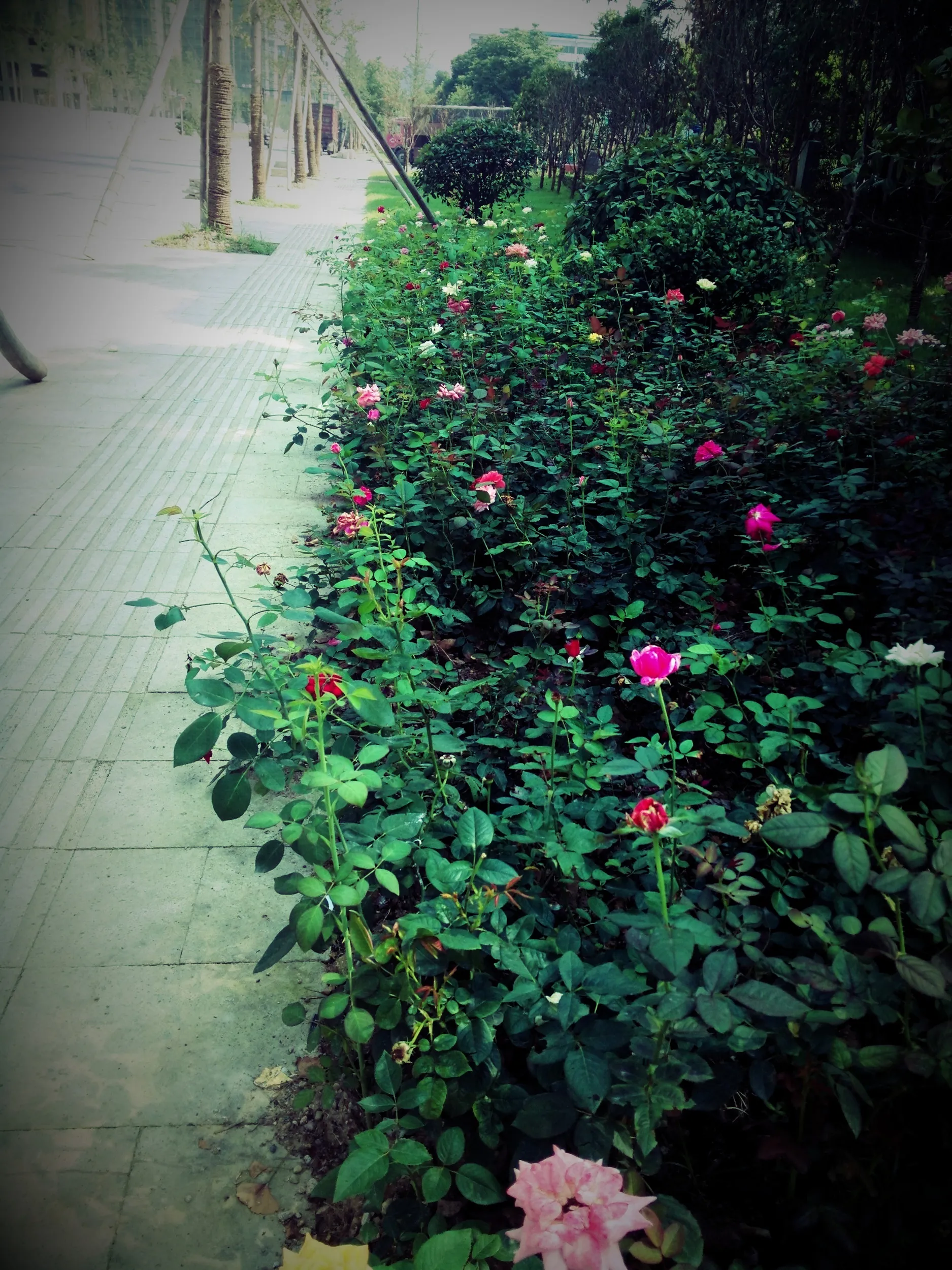 仙都景観区へ続く鼎湖路沿いの風景