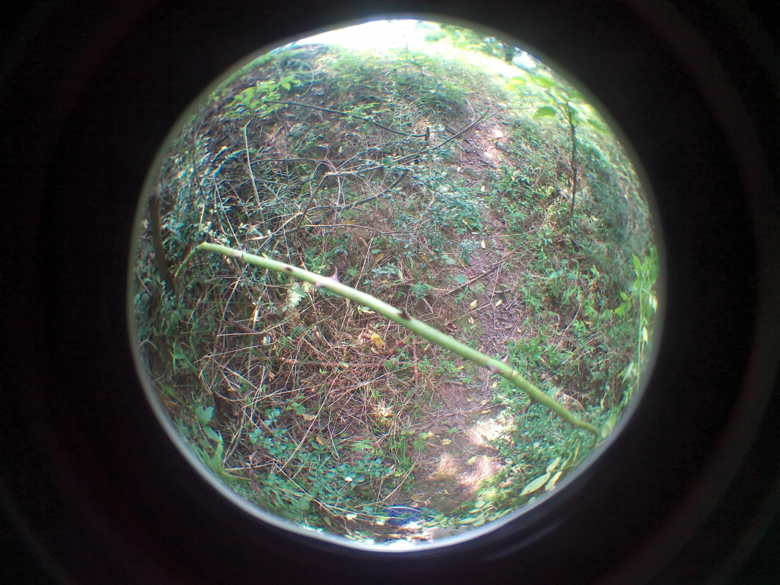 とげのある植物