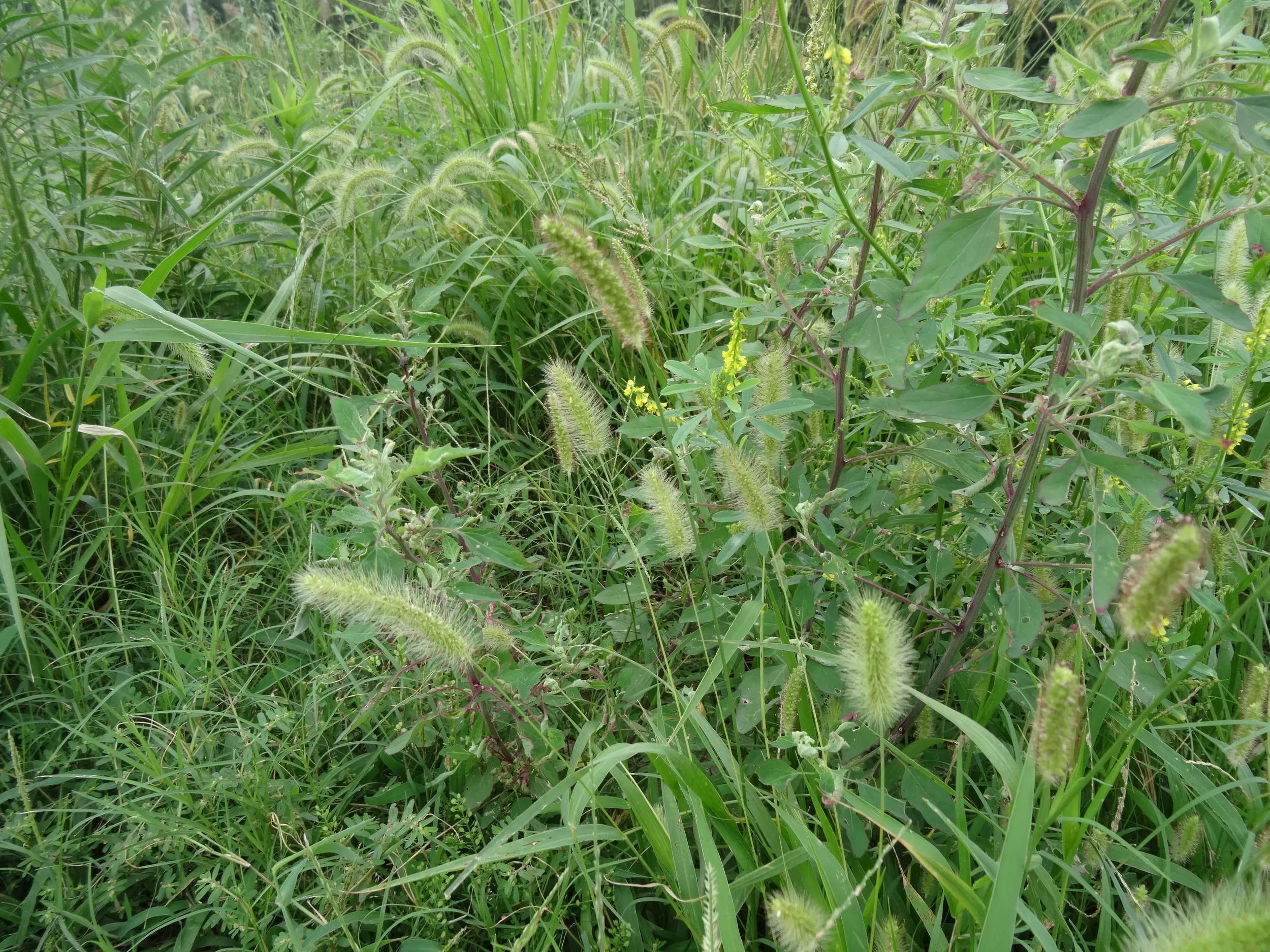 土手で見たねこじゃらし