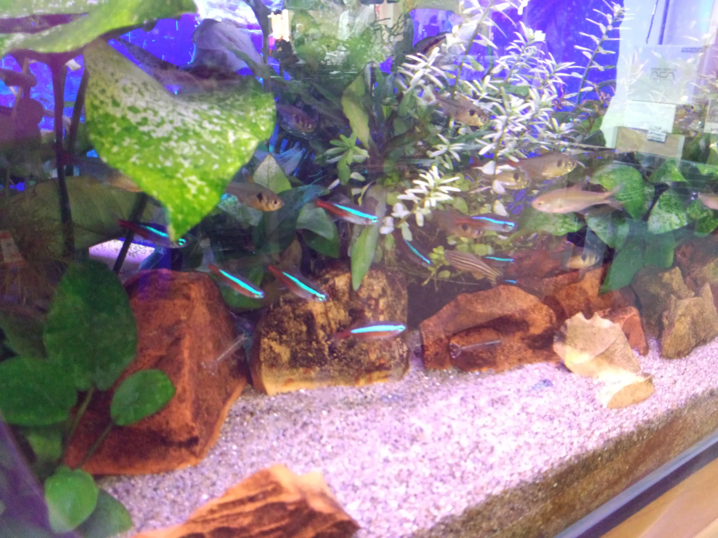 東武のユニクロ