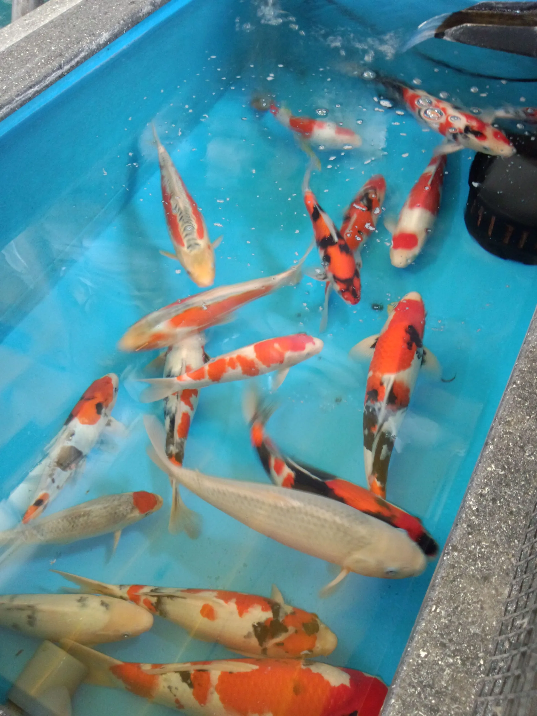 東武の屋上の金魚