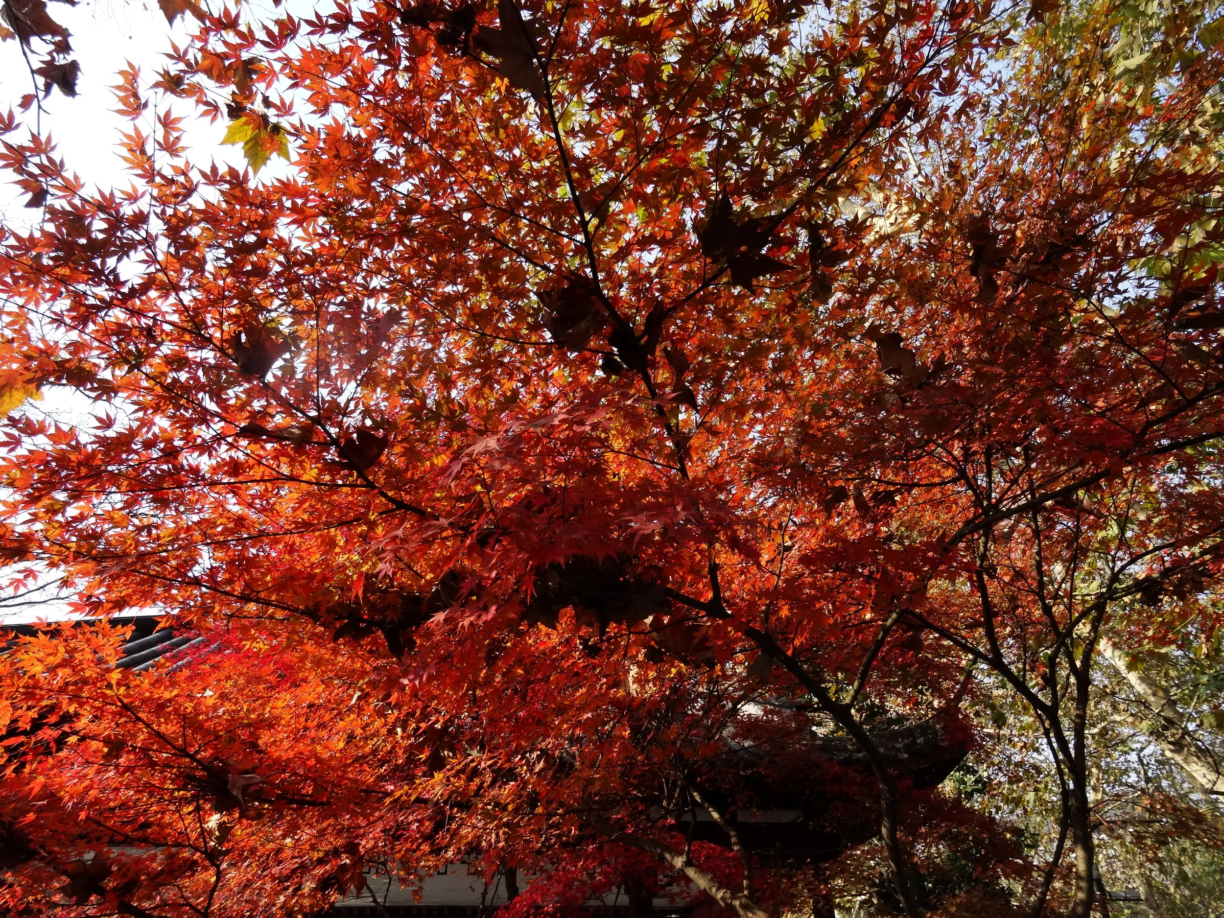 西湖の風景、紅葉を鑑賞