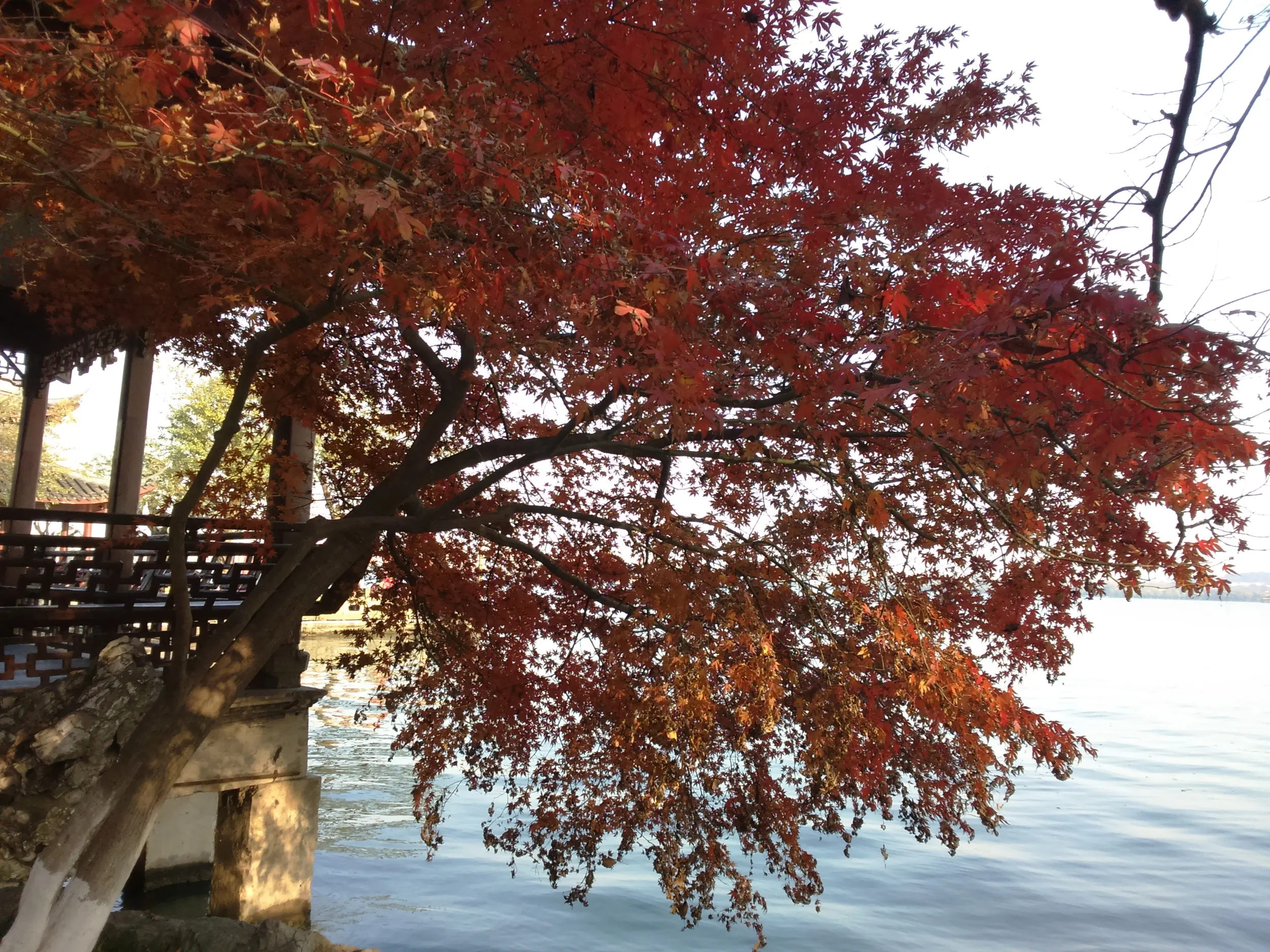 西湖の風景、紅葉を鑑賞