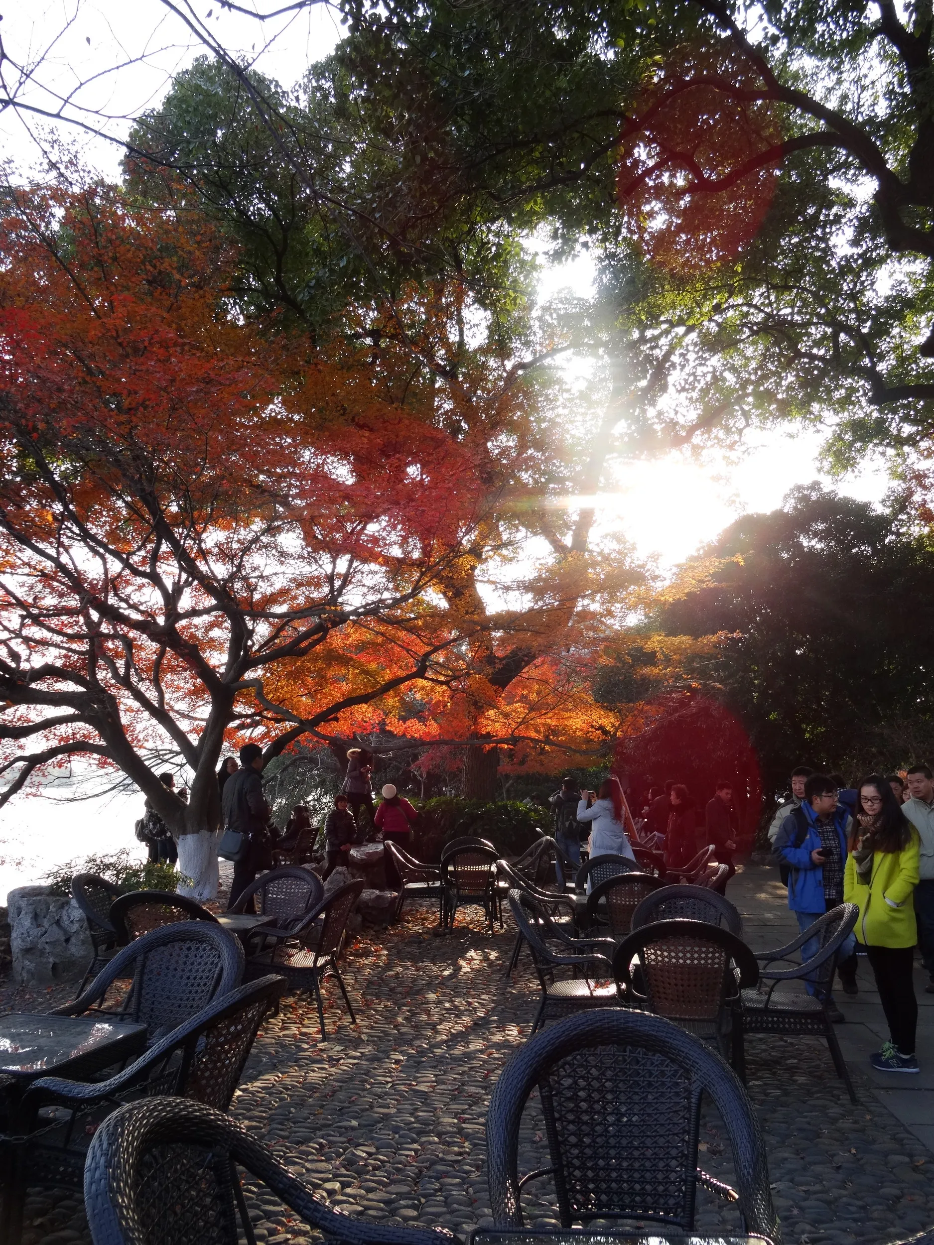 西湖の風景、紅葉を鑑賞