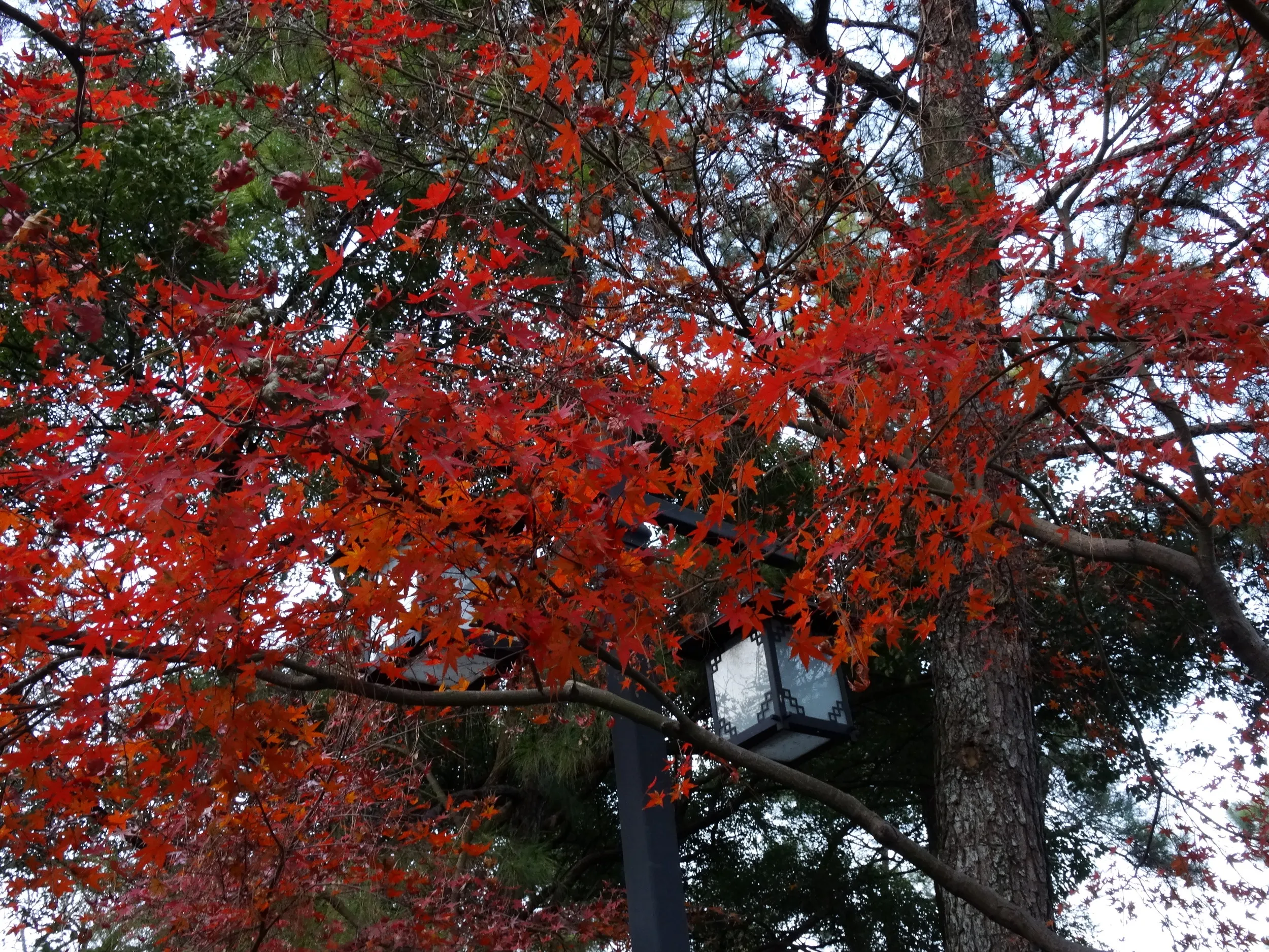霊隠景観区周辺で紅葉観賞