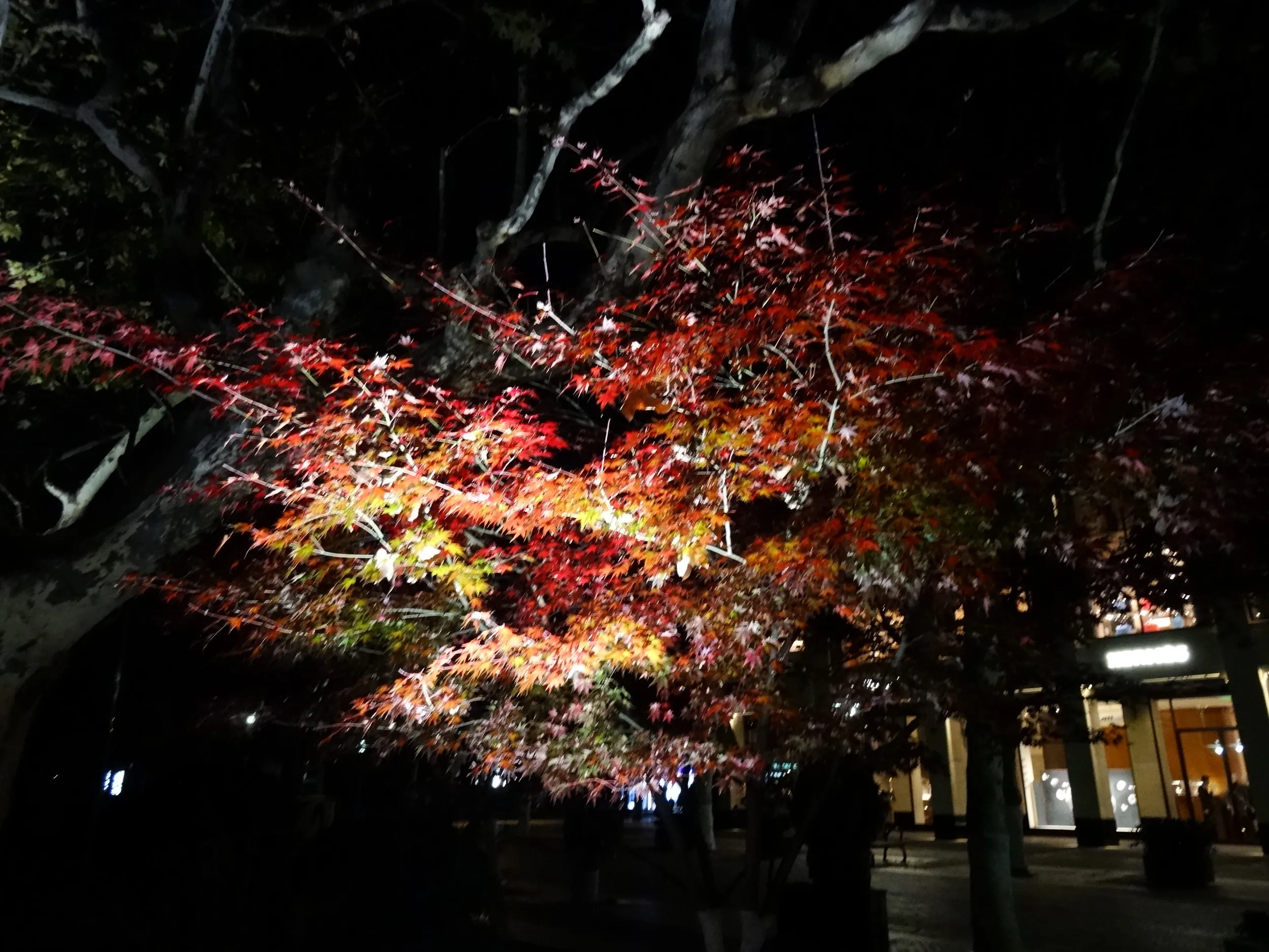 夜の杭州＆西湖