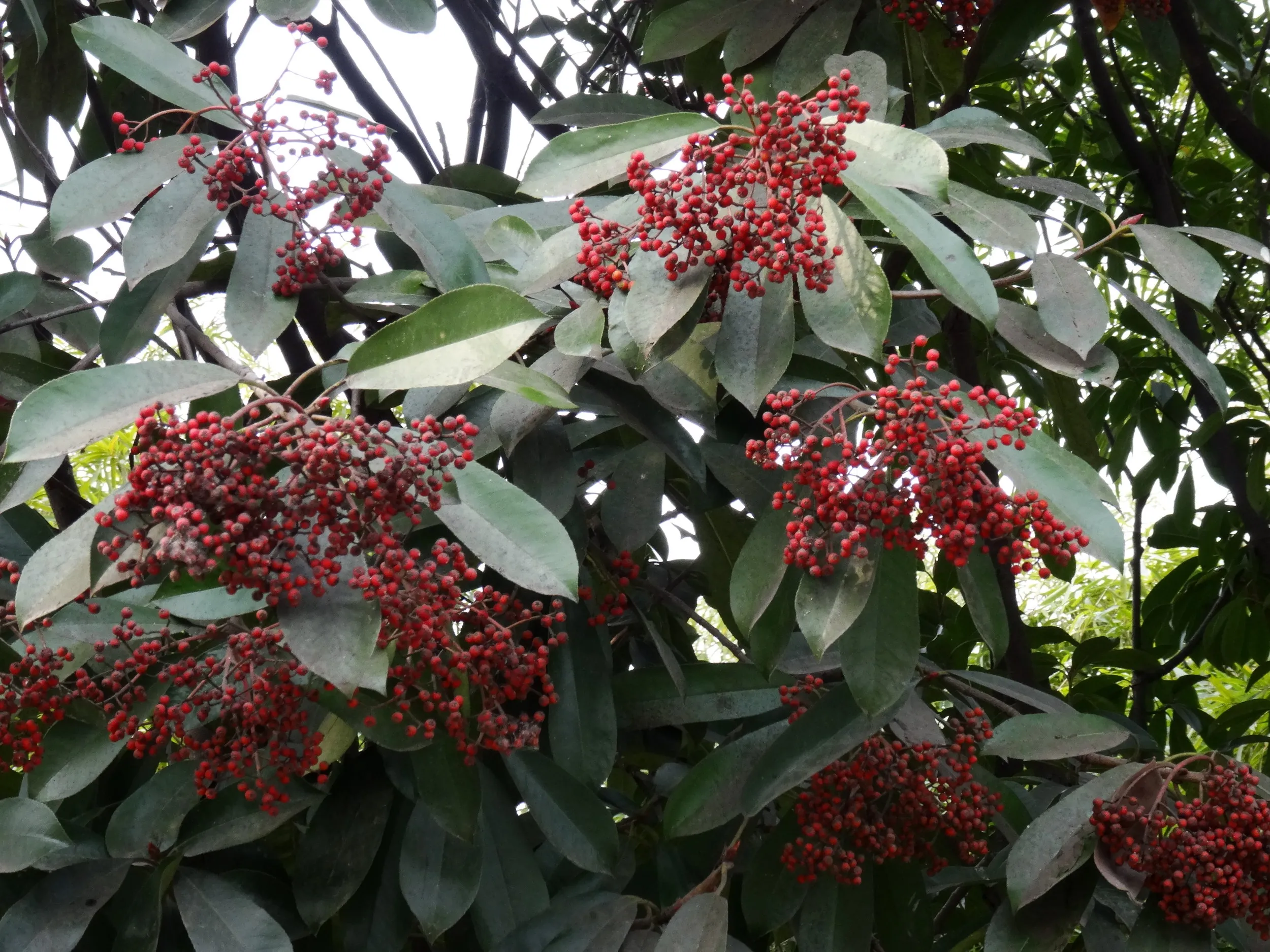 南翔老街までの道のり