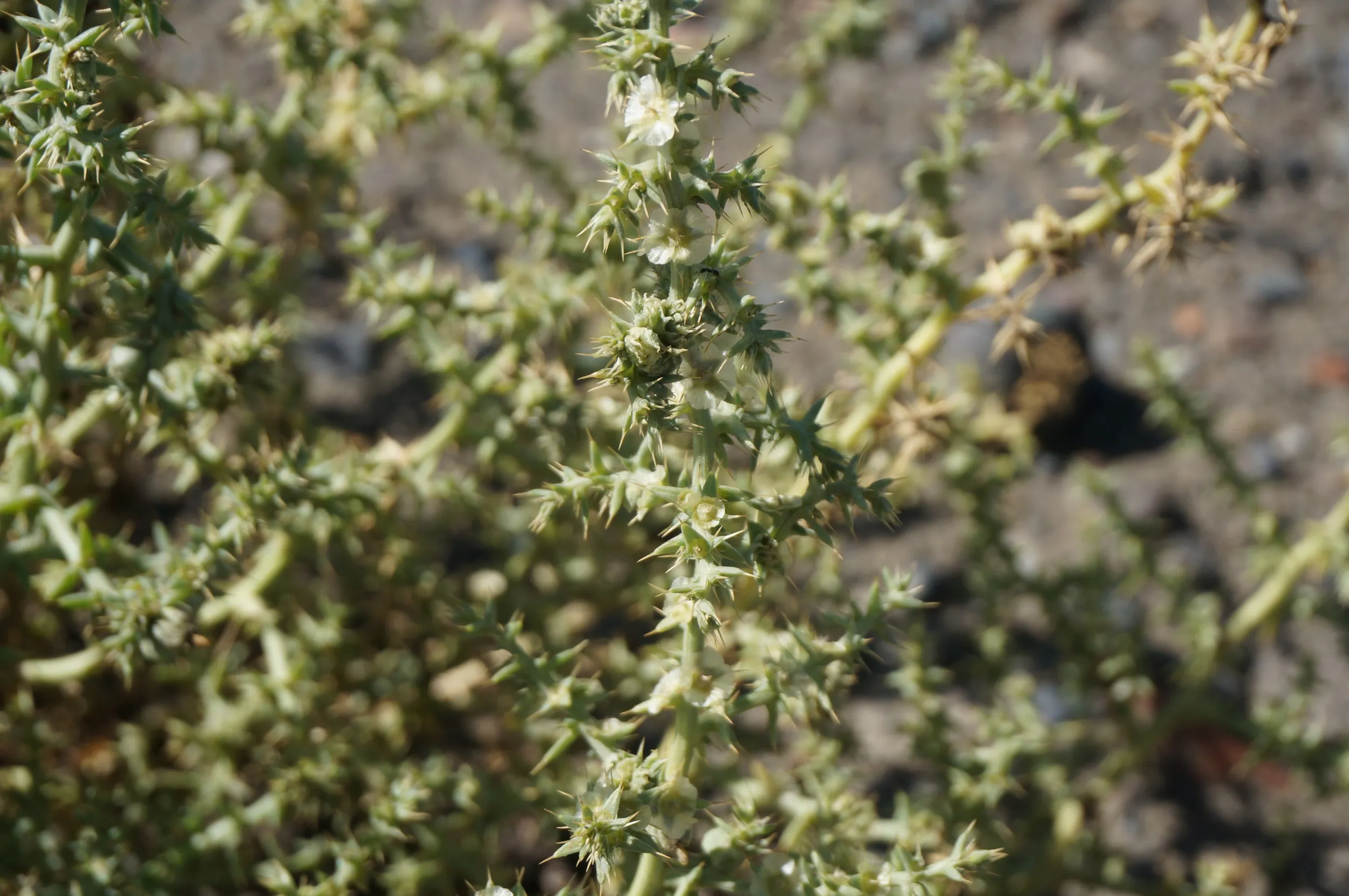 砂漠地帯を散歩