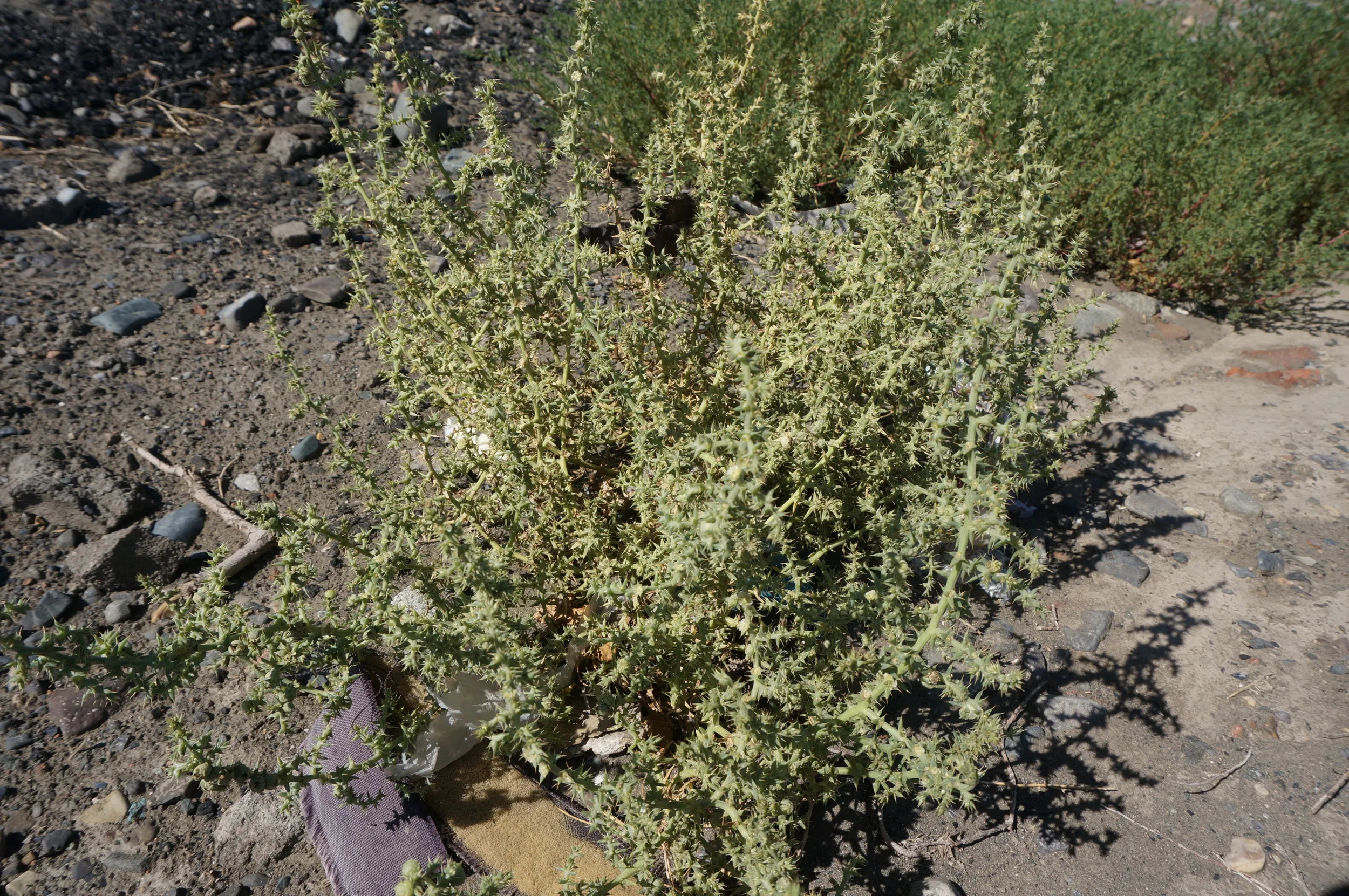 砂漠地帯を散歩