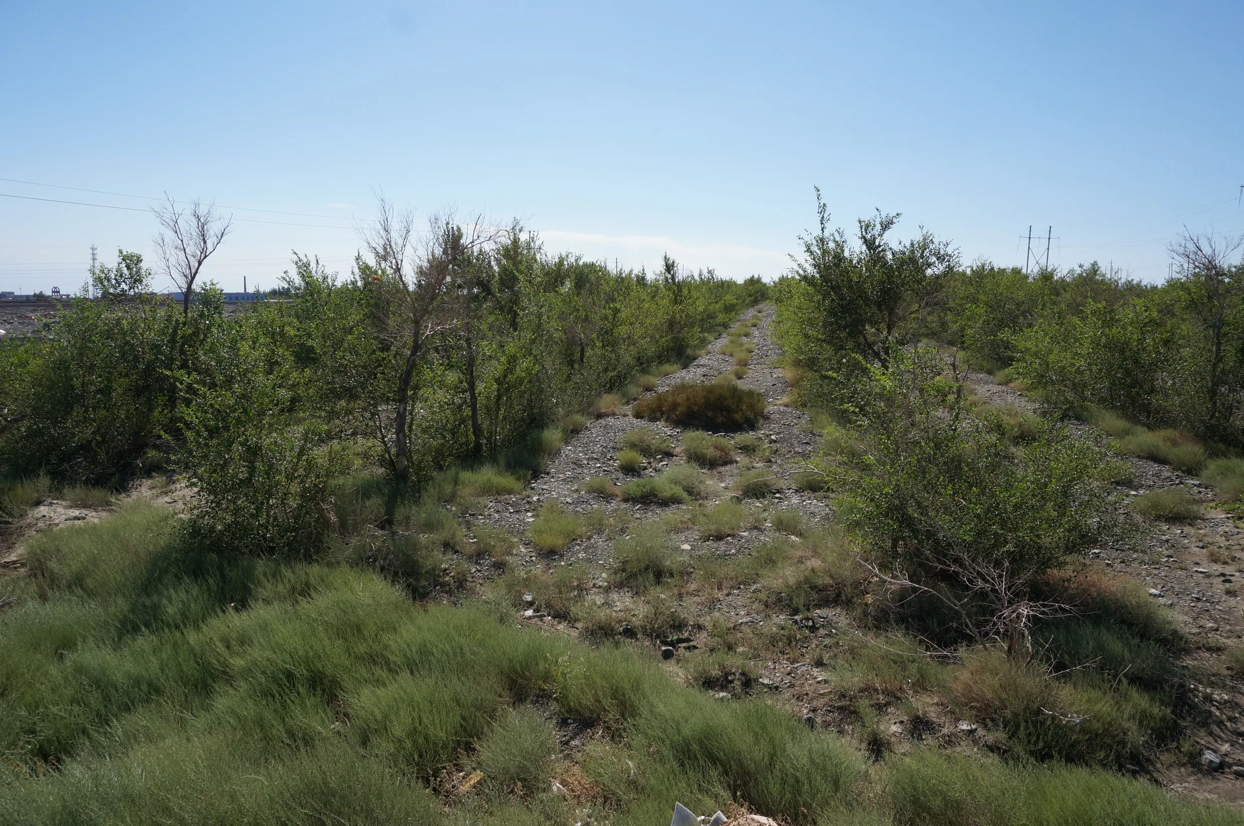 砂漠地帯を散歩