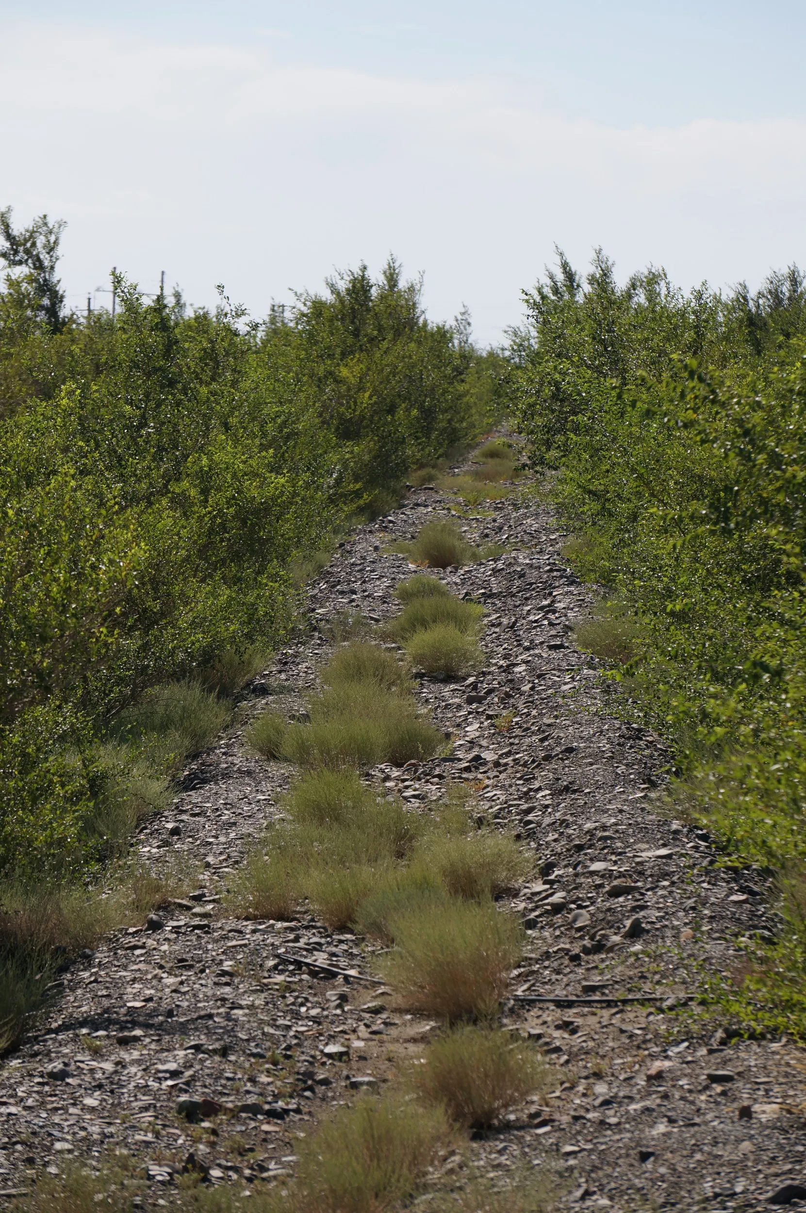 砂漠地帯を散歩