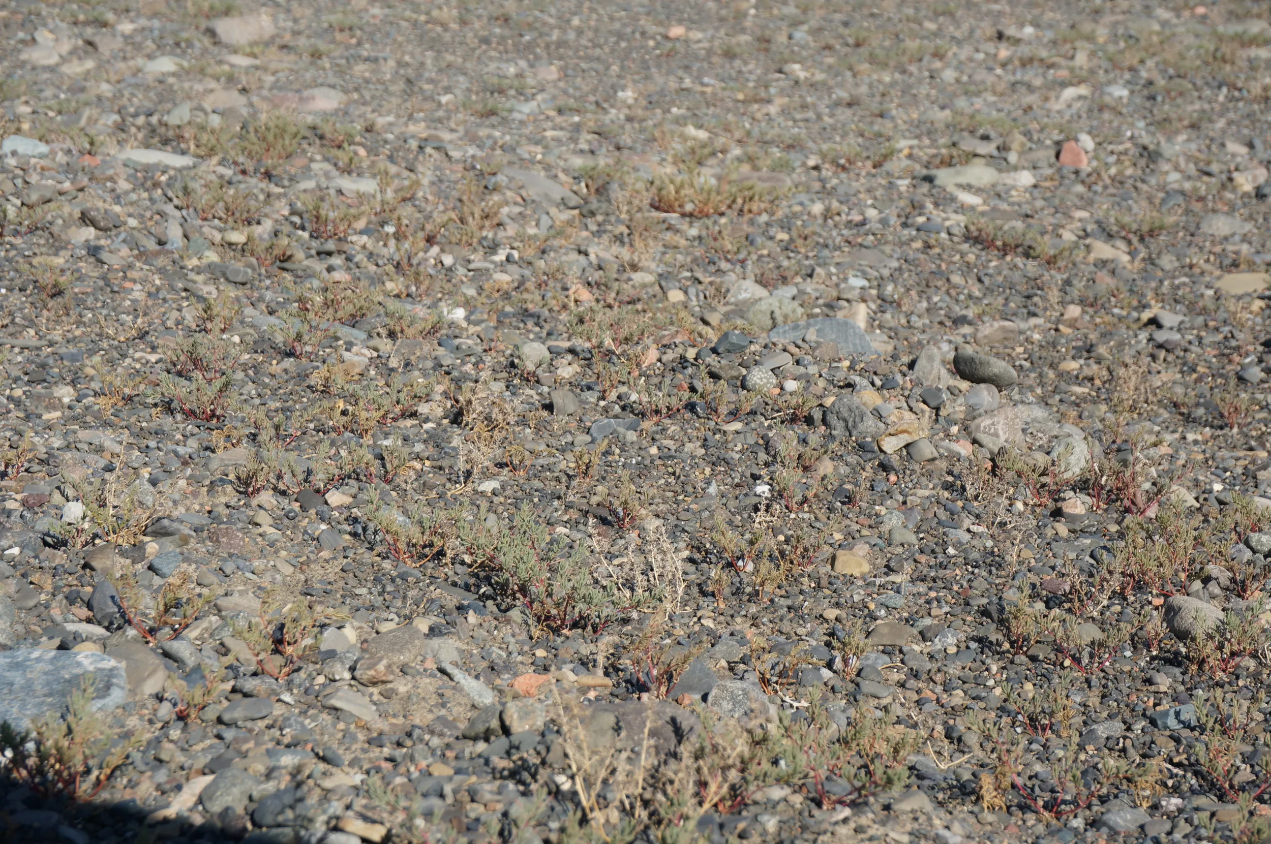 砂漠地帯を散歩