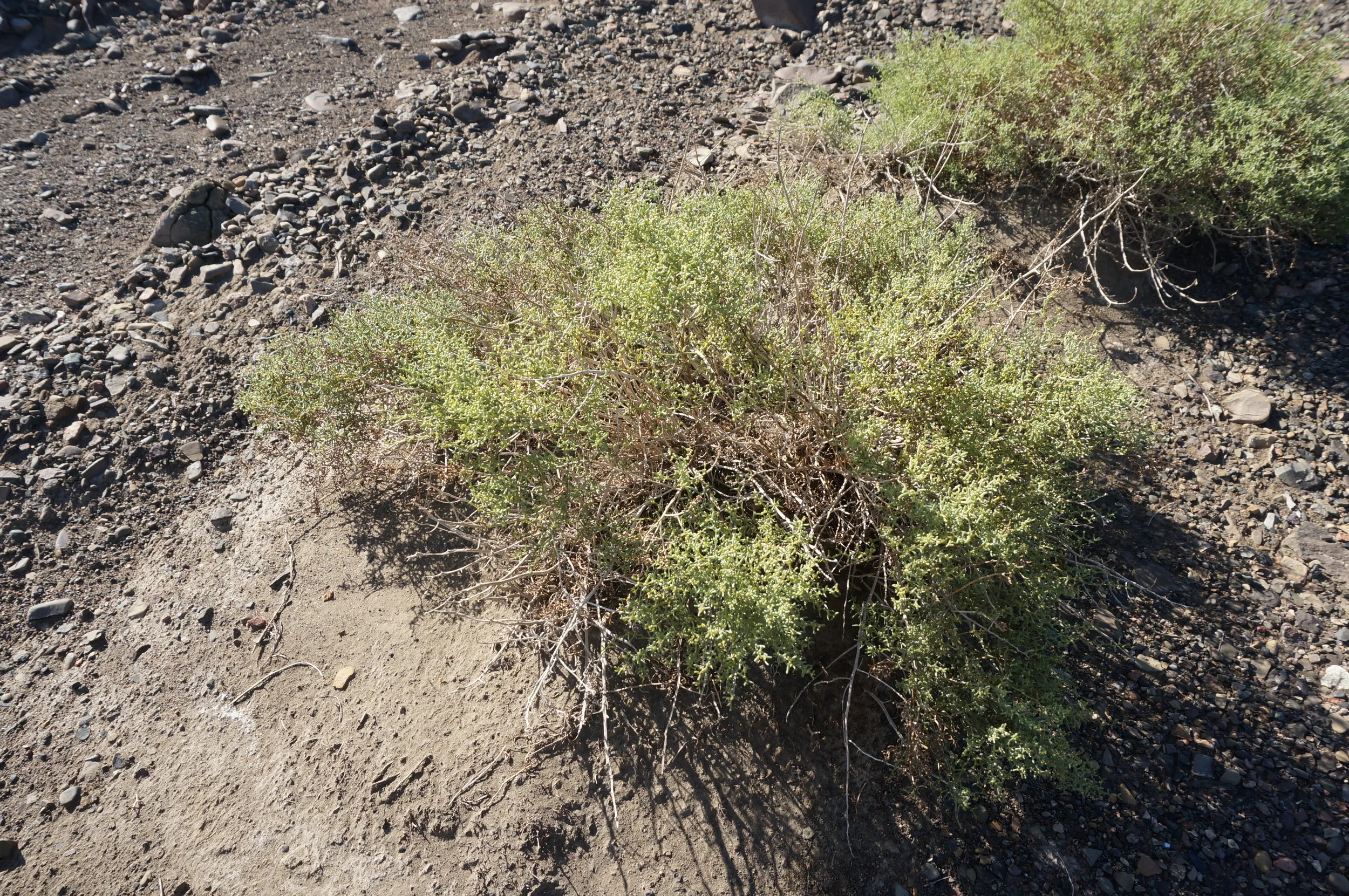 砂漠地帯を散歩