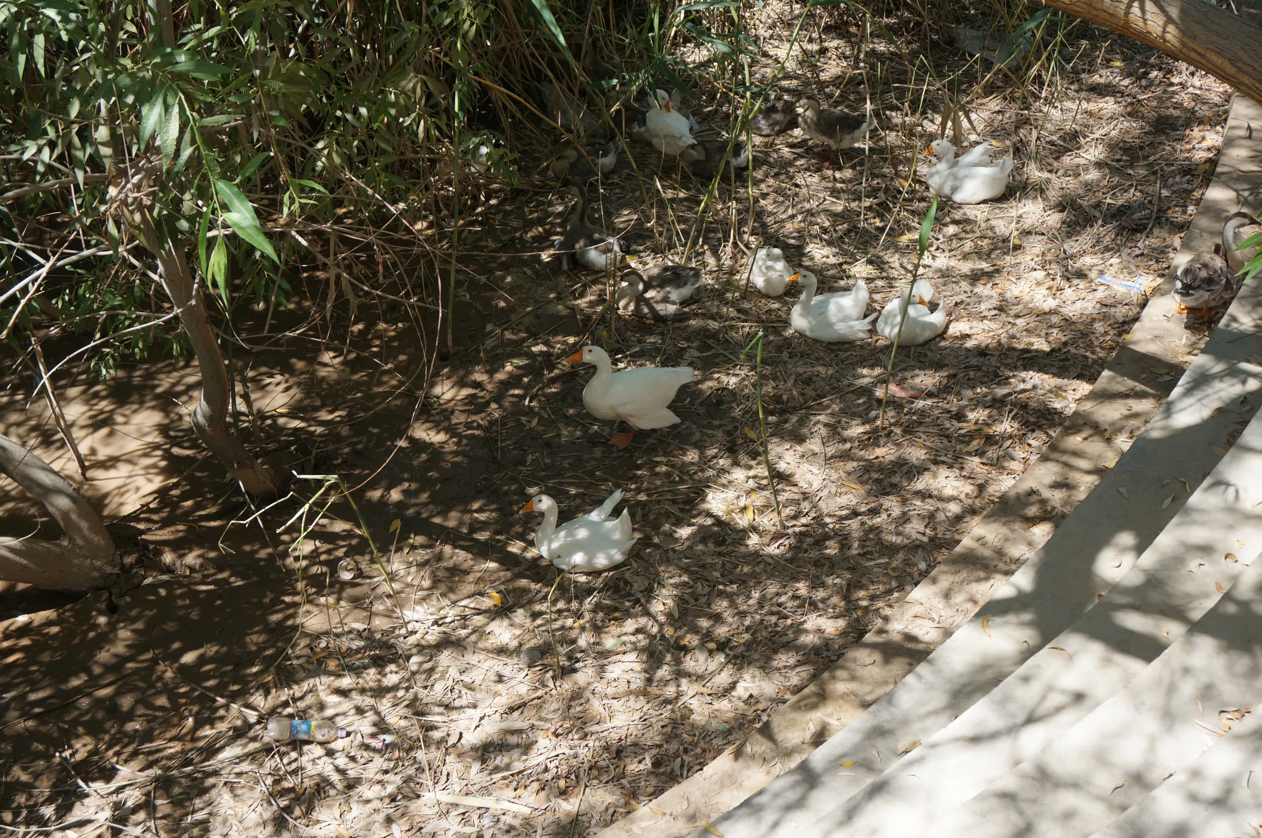 交河故城を観光