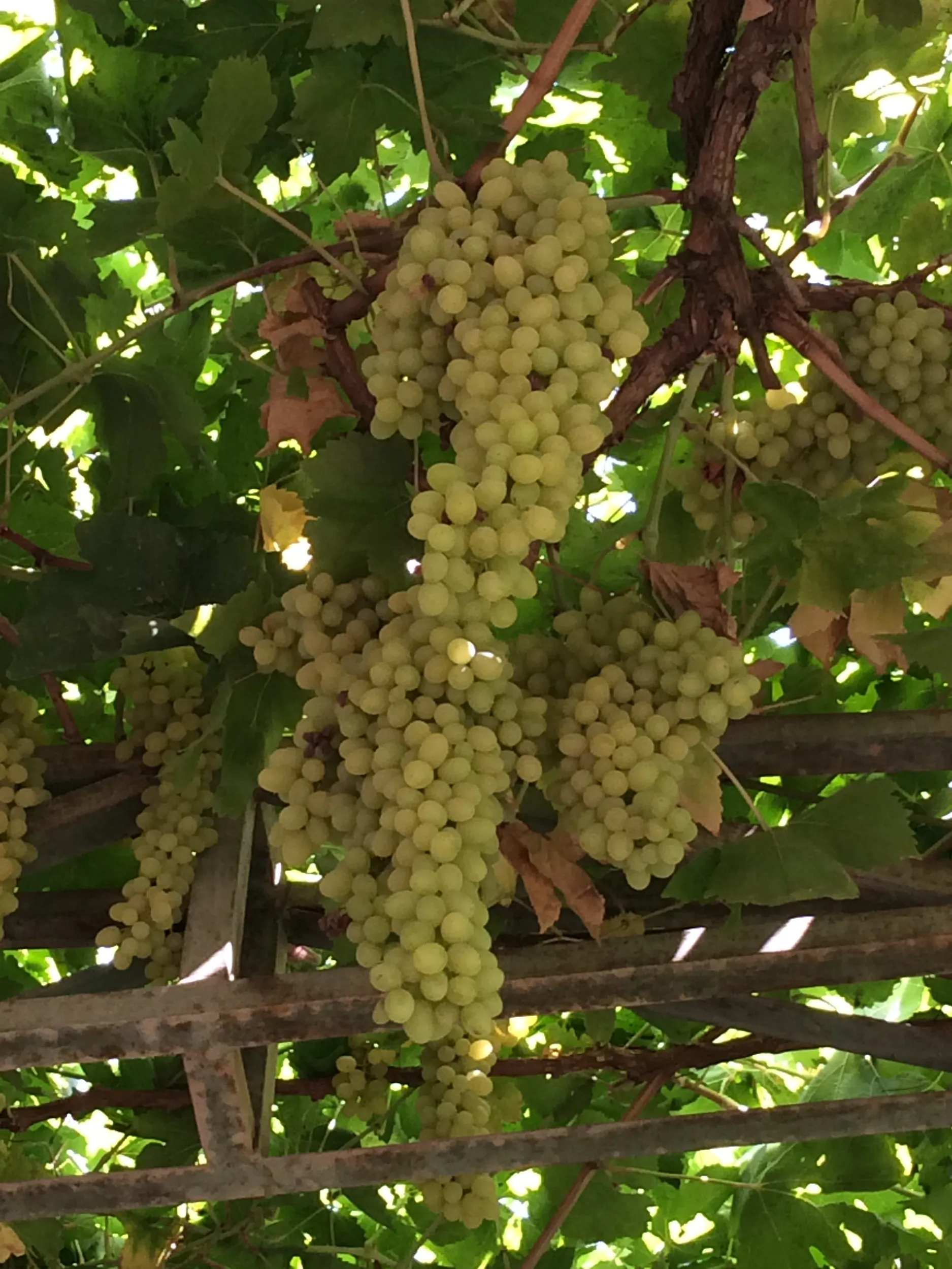 カレーズ博物館の風景