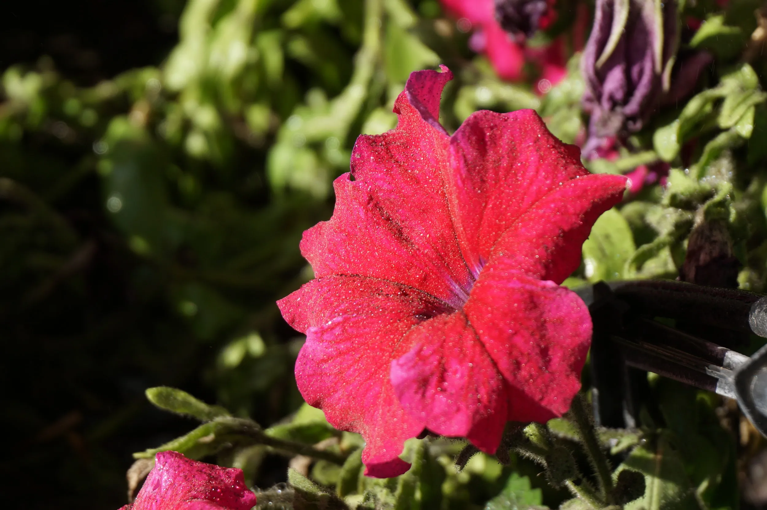 道路傍に咲く花
