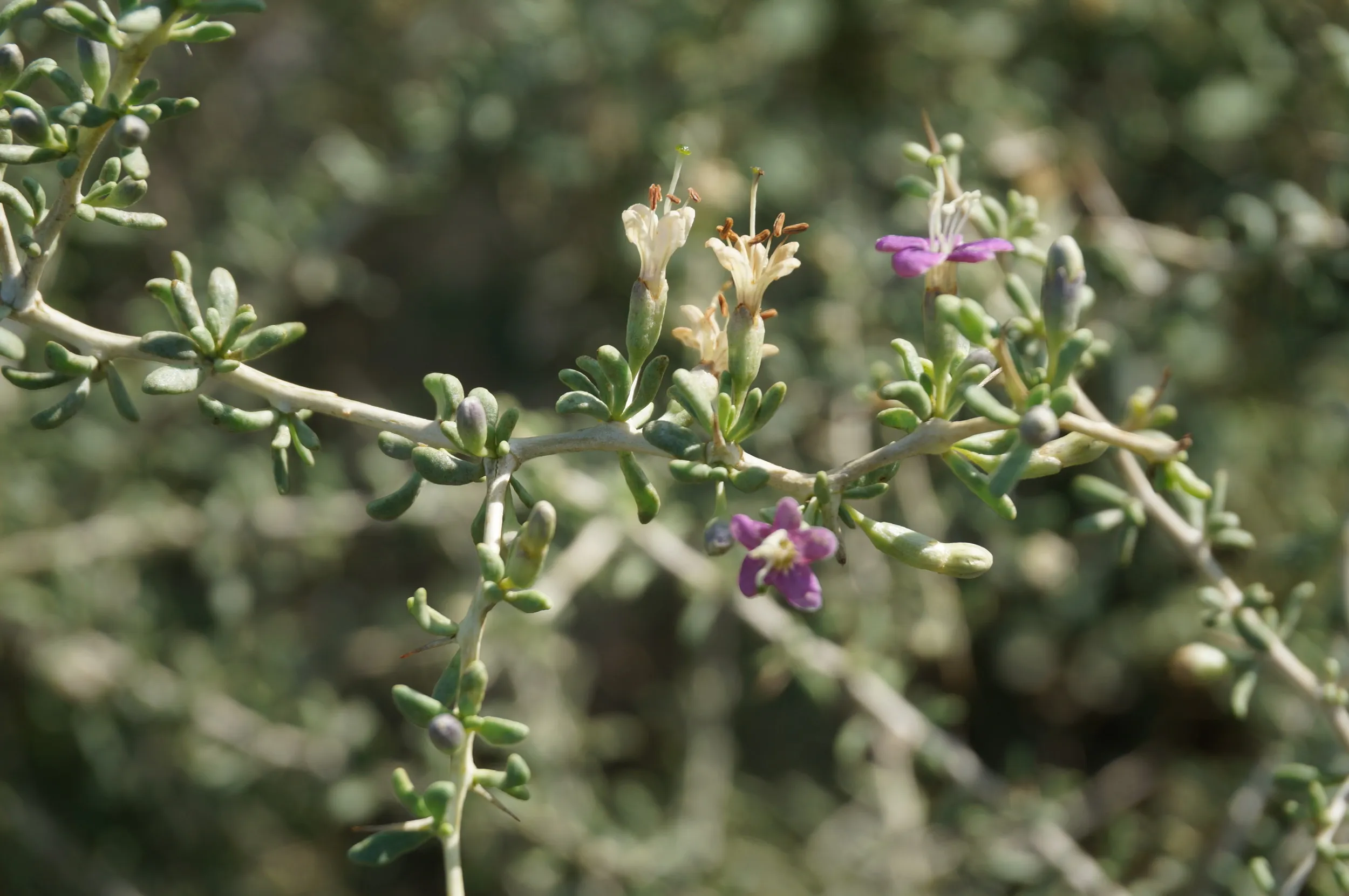 砂漠に生える植物を観察