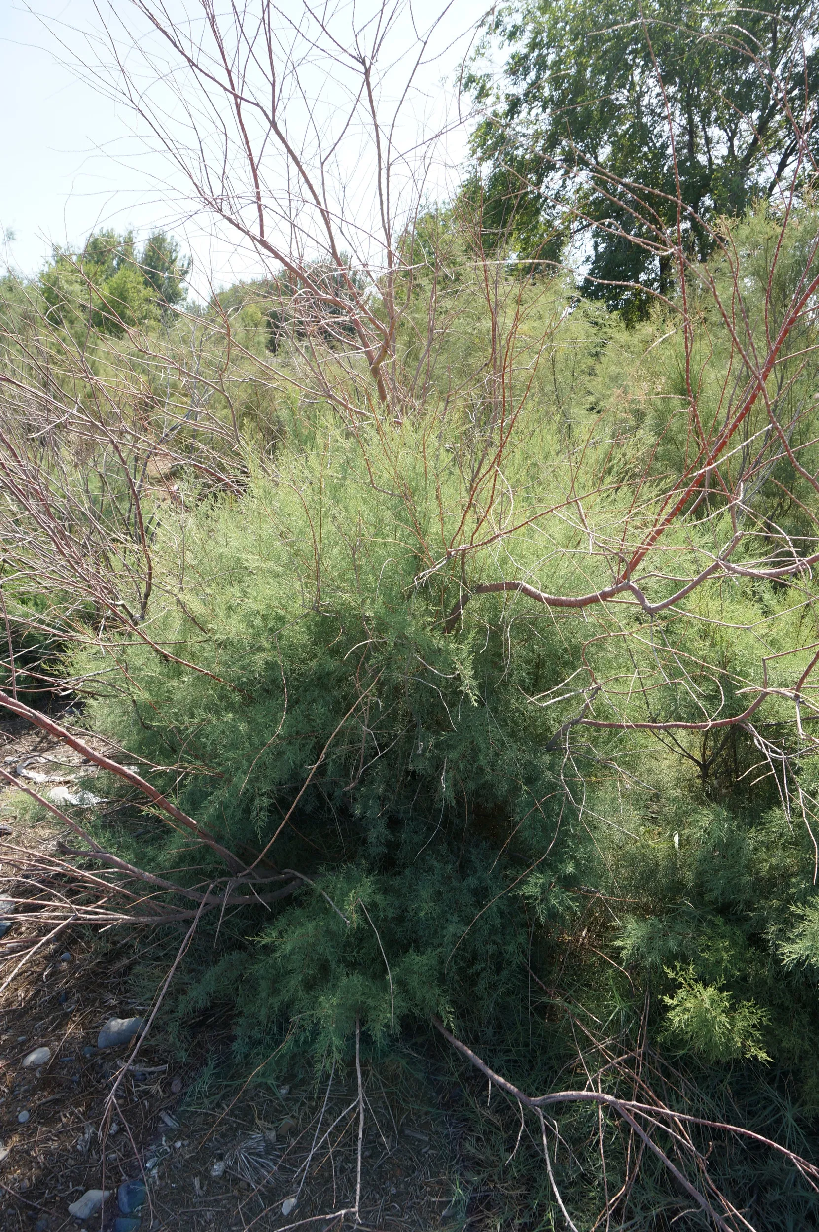 砂漠に生える植物を観察