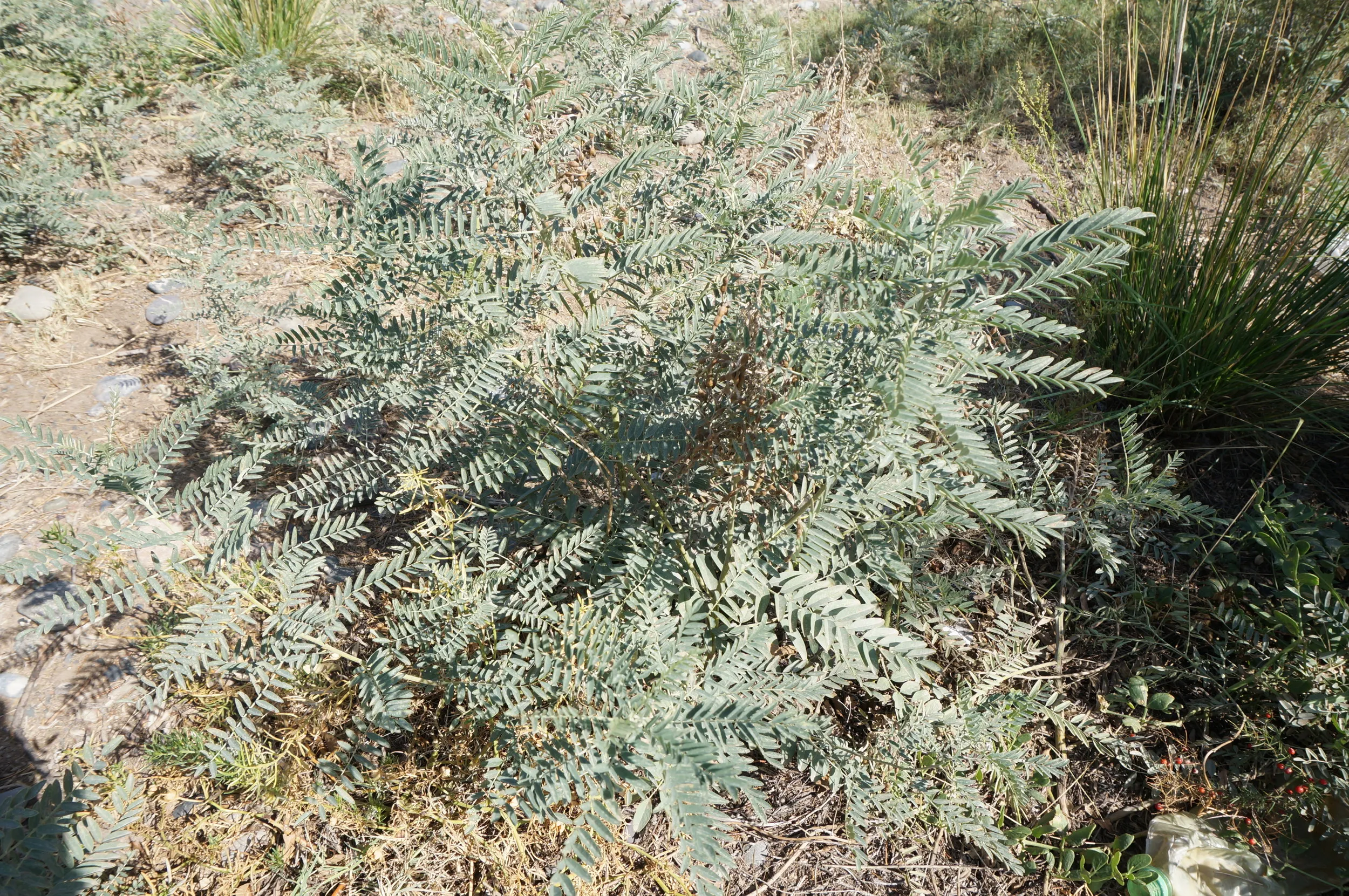 砂漠に生える植物を観察
