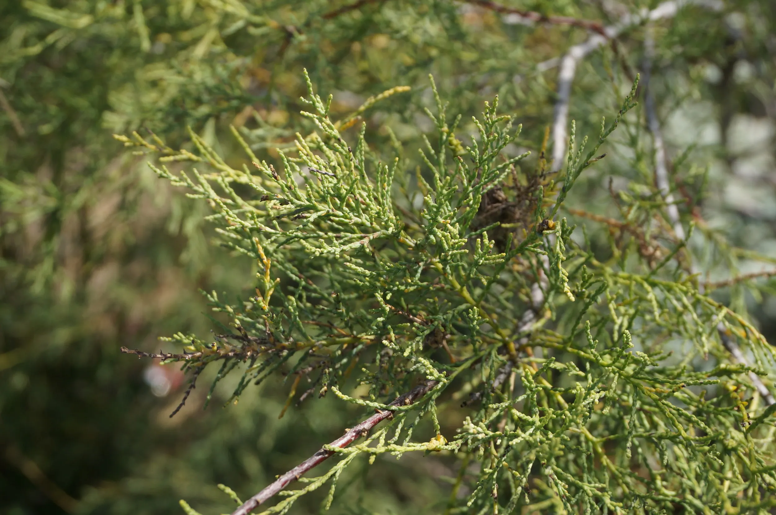 砂漠に生える植物を観察