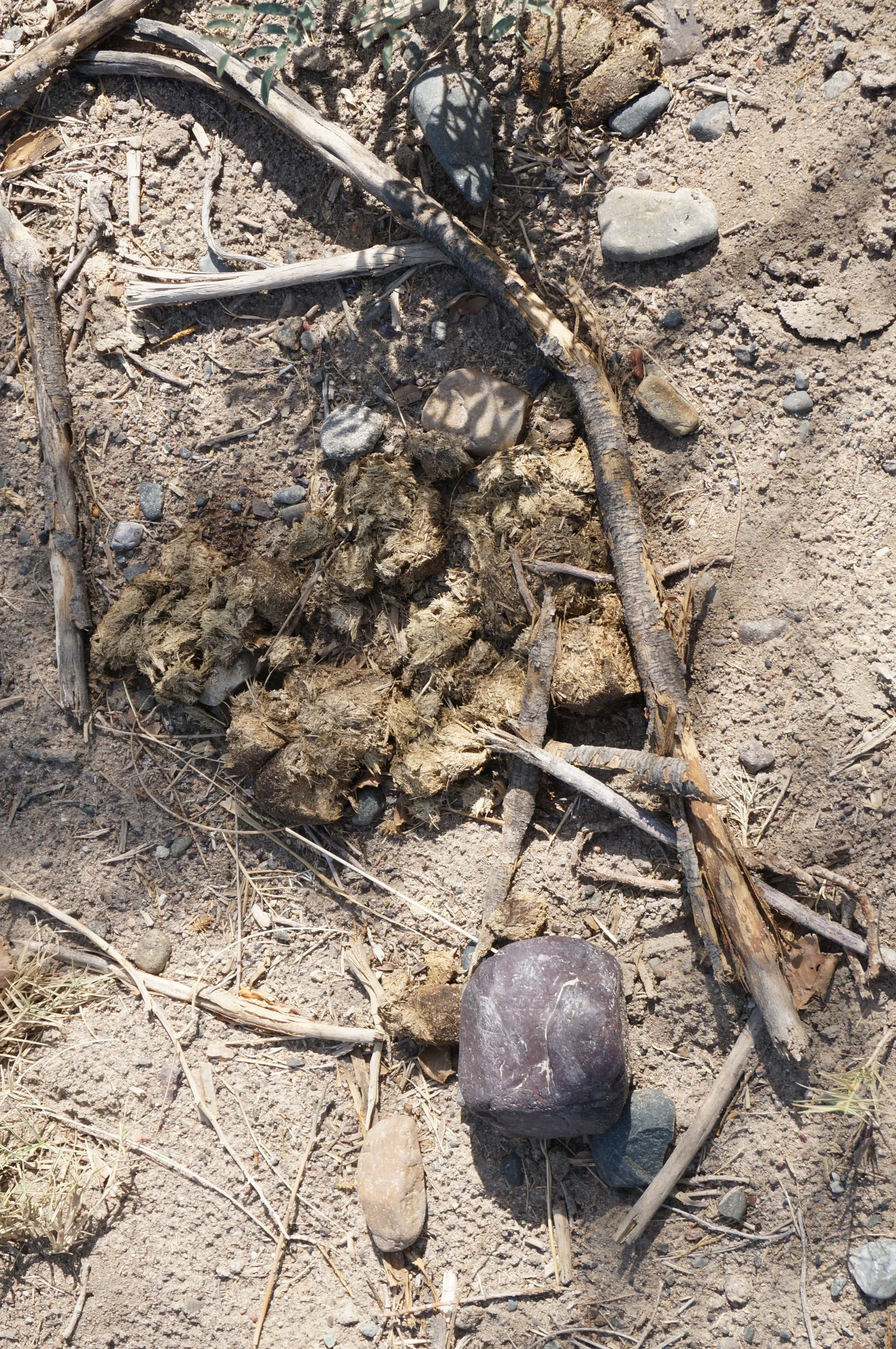 砂漠で見かけた馬糞？