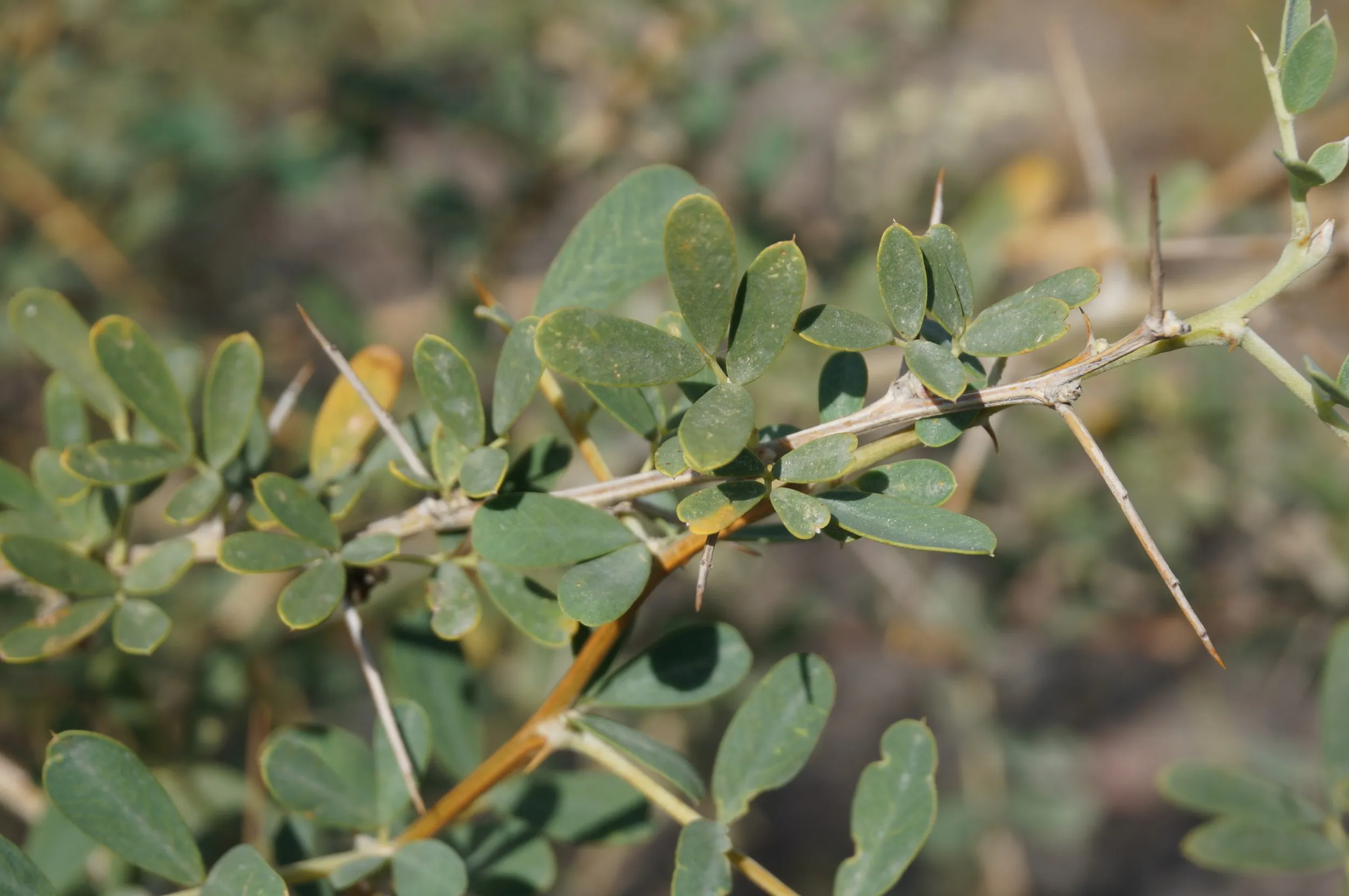 砂漠に生える植物を観察