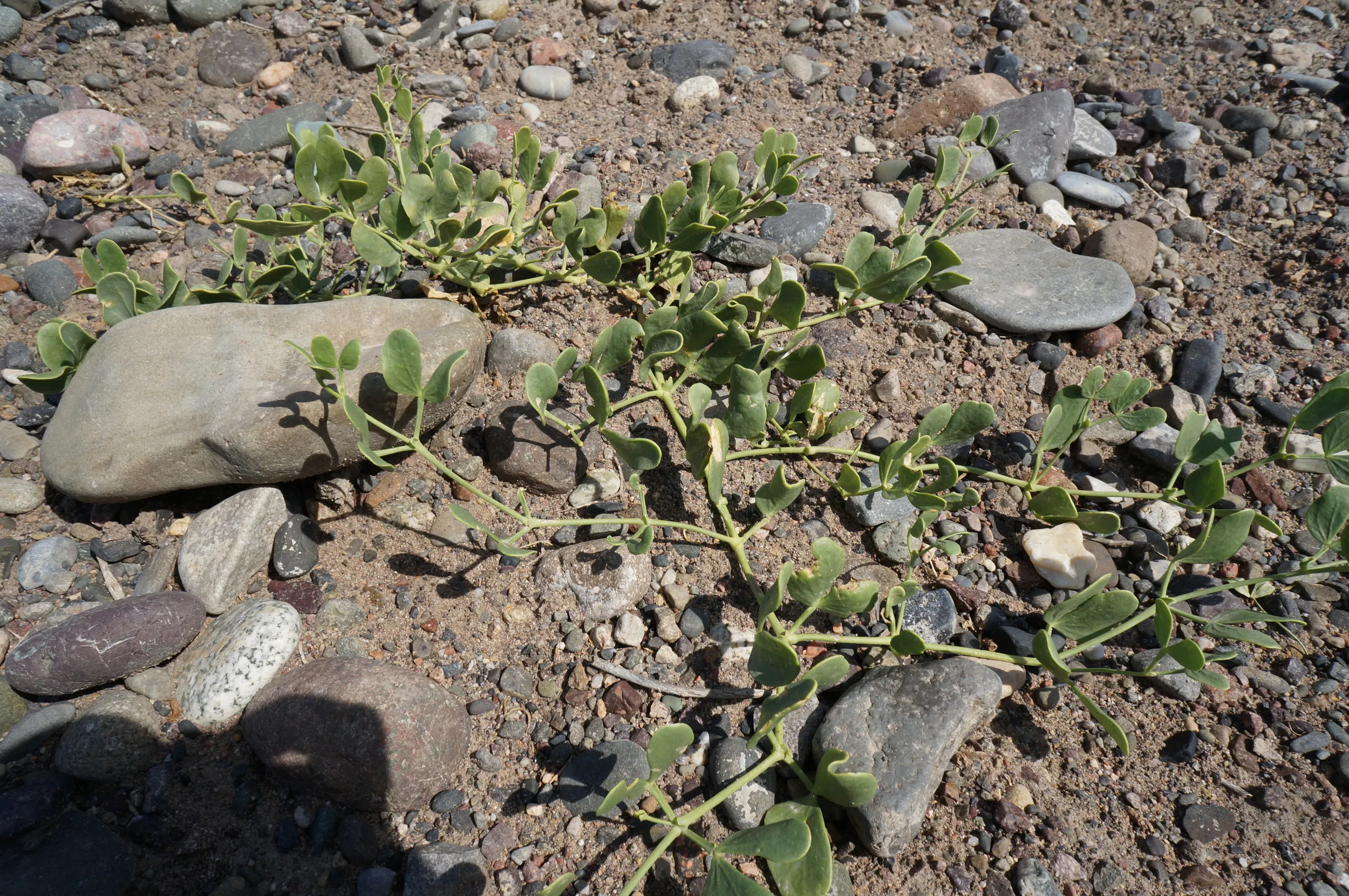 砂漠に生える植物を観察