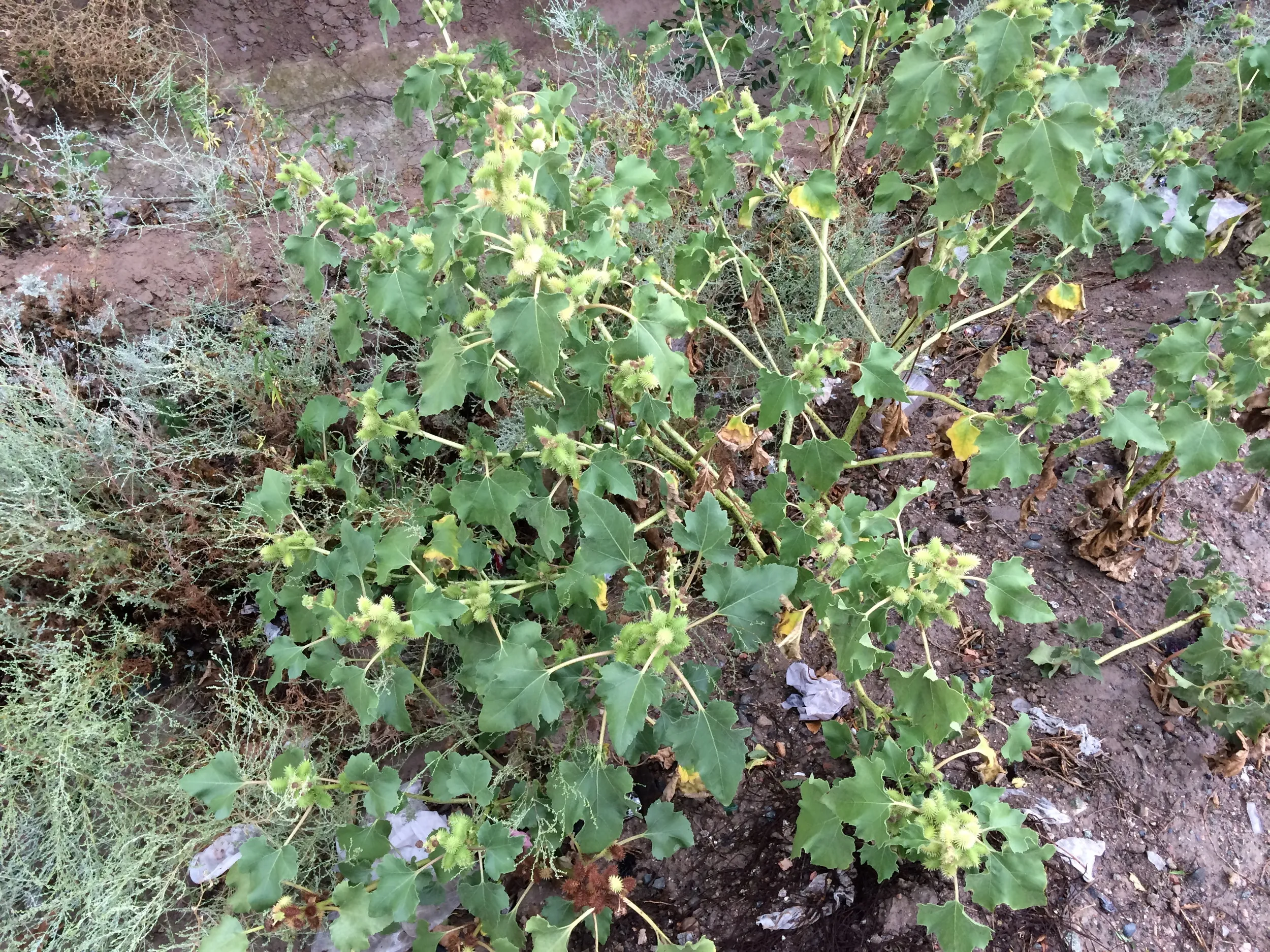 砂漠に咲く植物