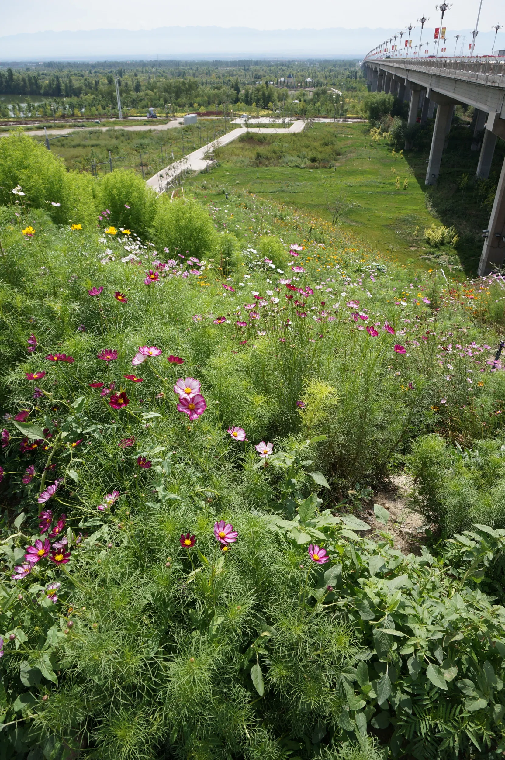 橋に咲くコスモス