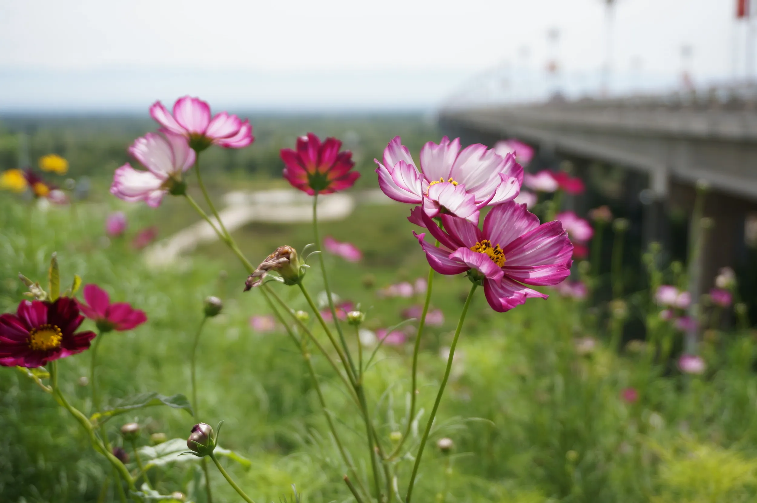 橋に咲くコスモス