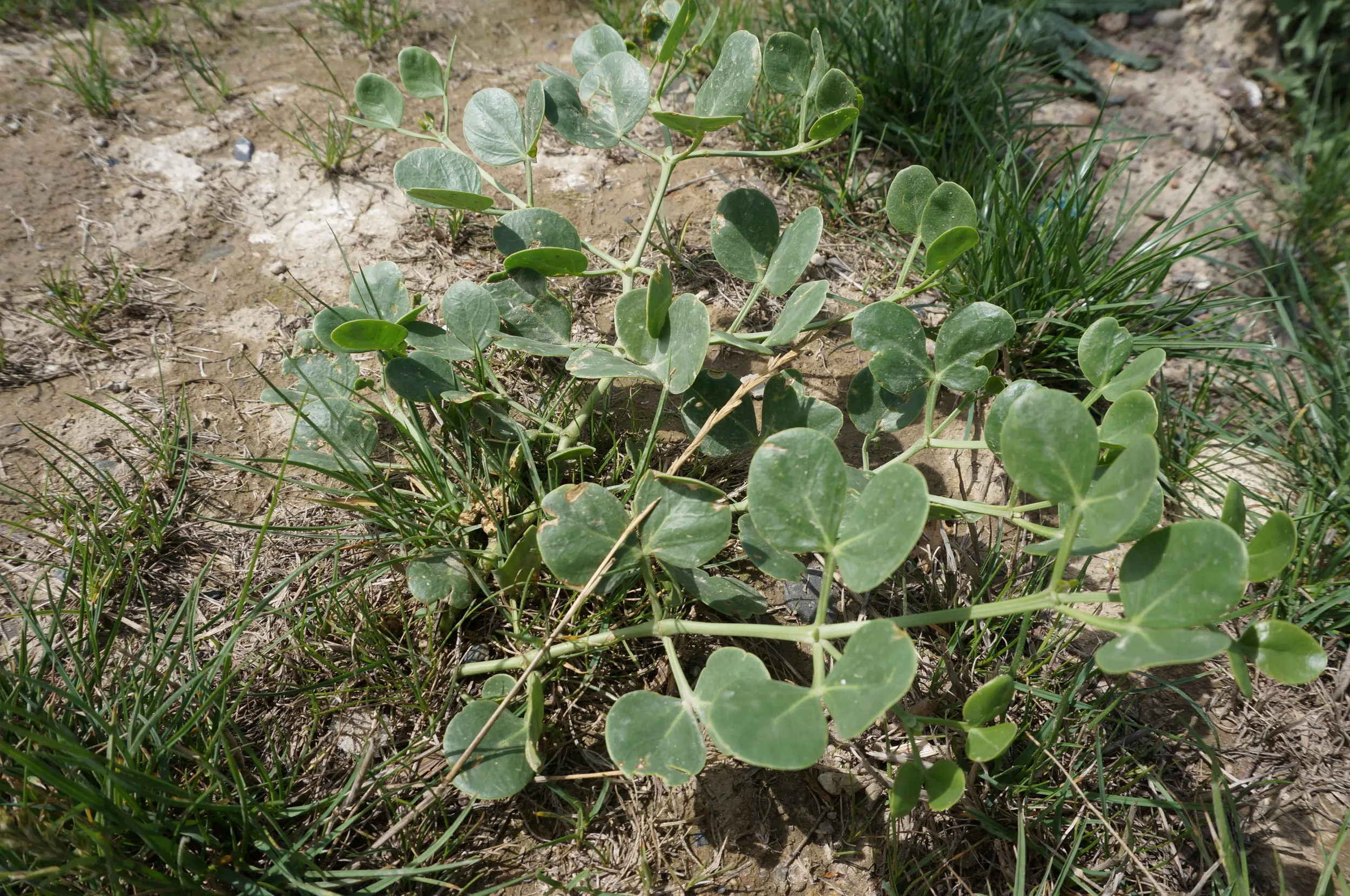 河畔に咲く植物