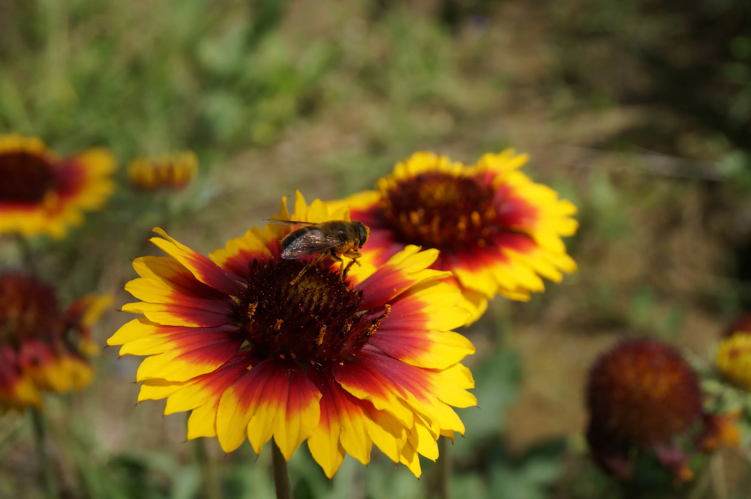 河畔に咲く花と蜂