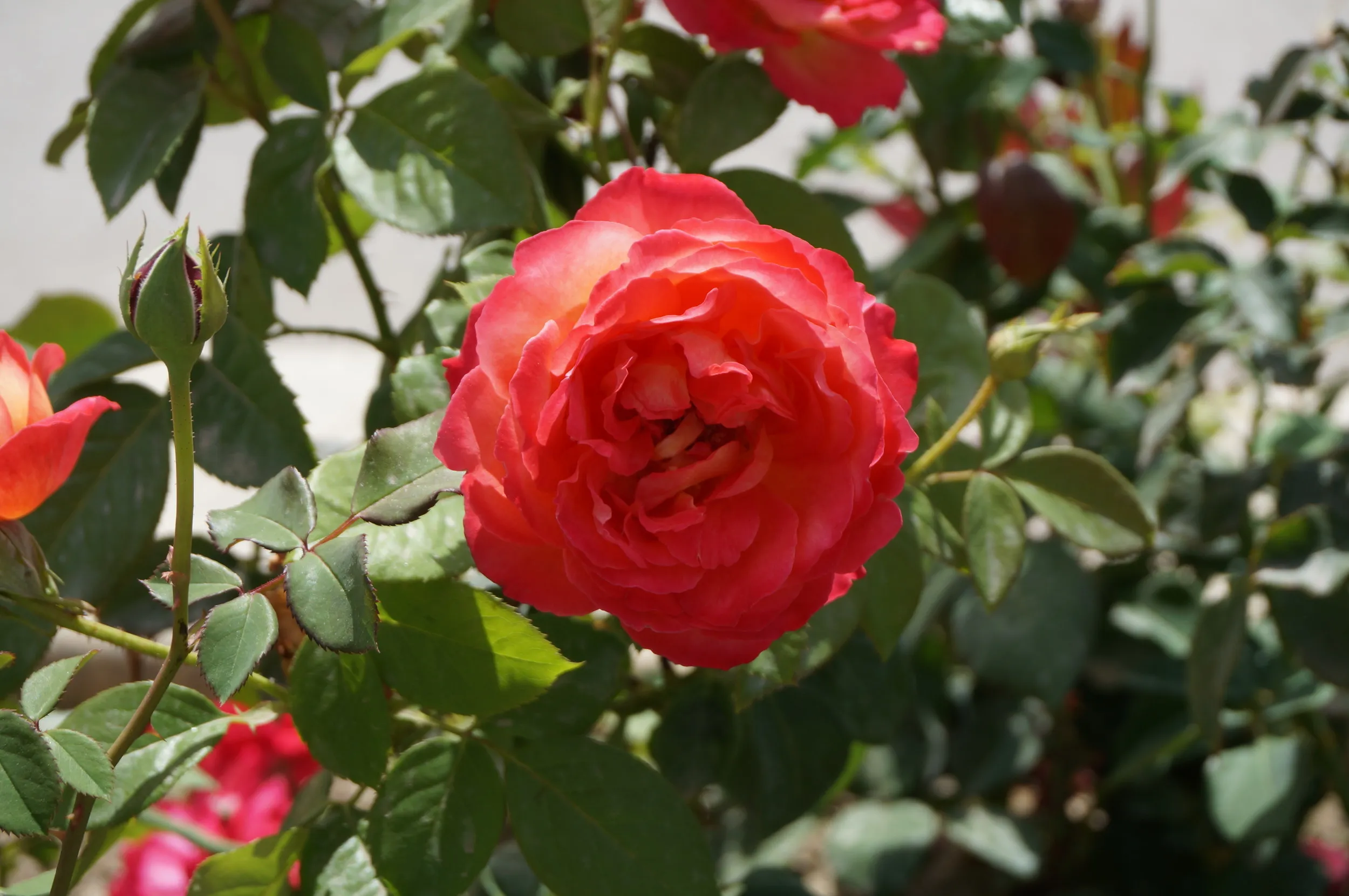 河畔に咲く薔薇の花