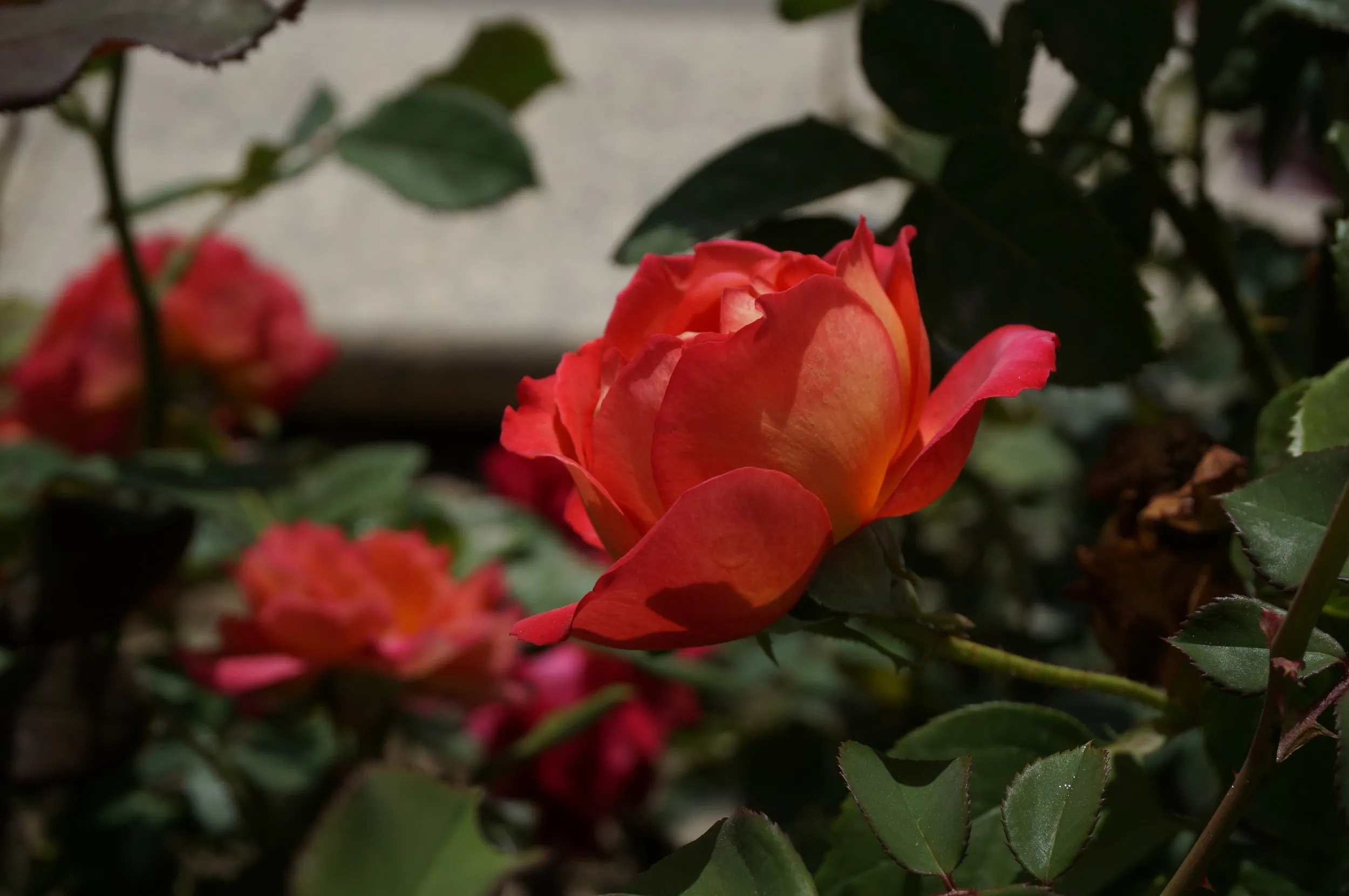 河畔に咲く薔薇の花