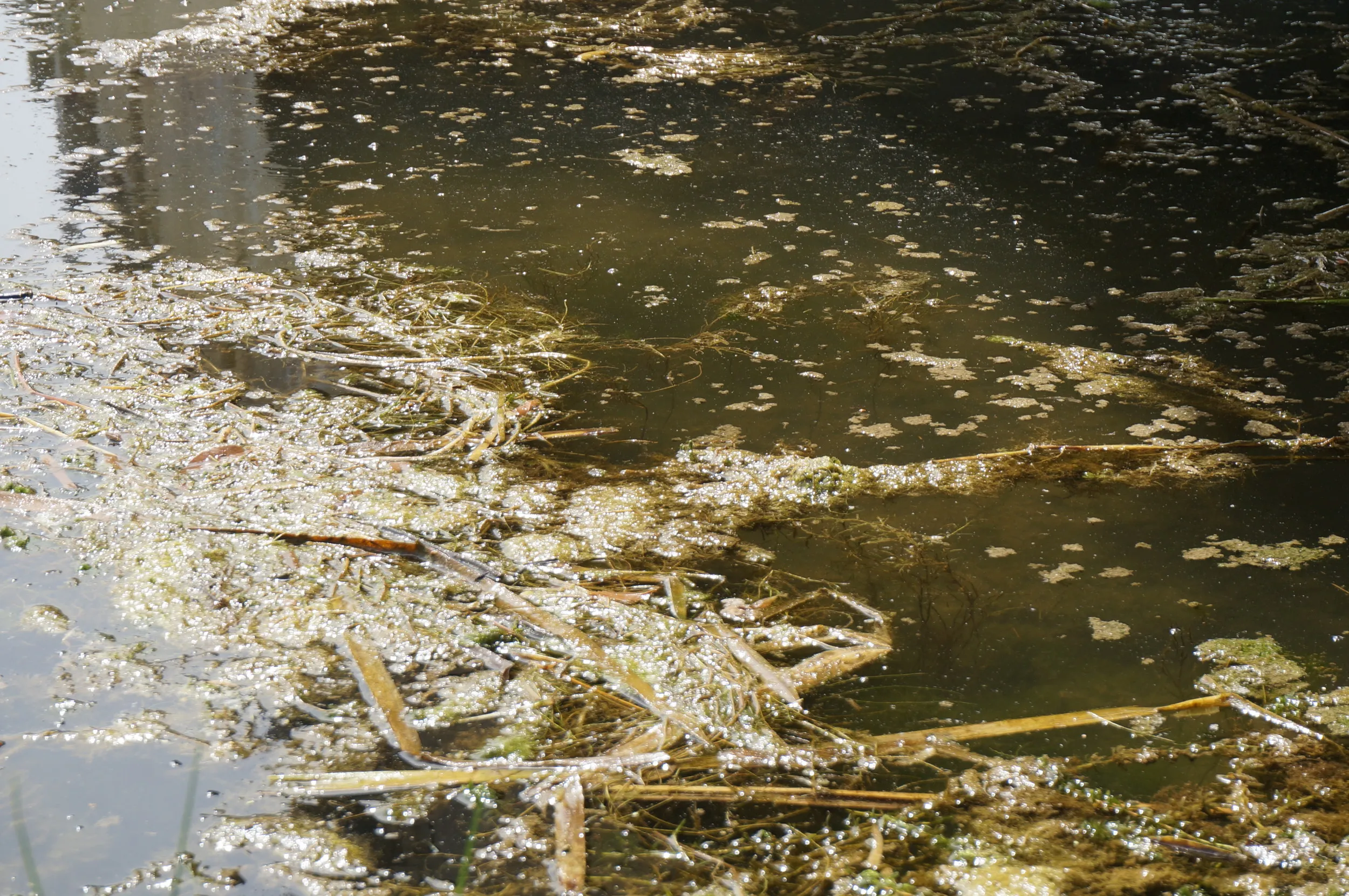 イリ河大橋（新橋）の沼地