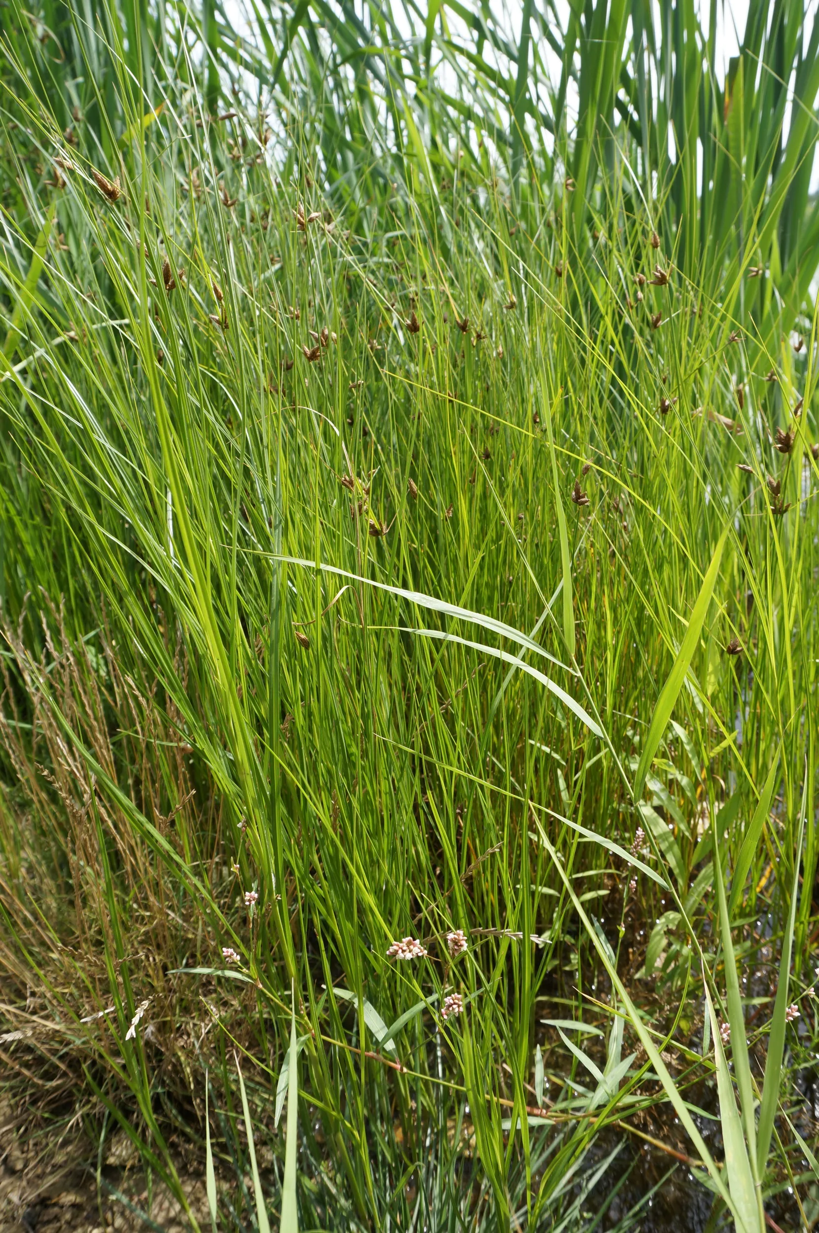 沼地に生い茂る植物