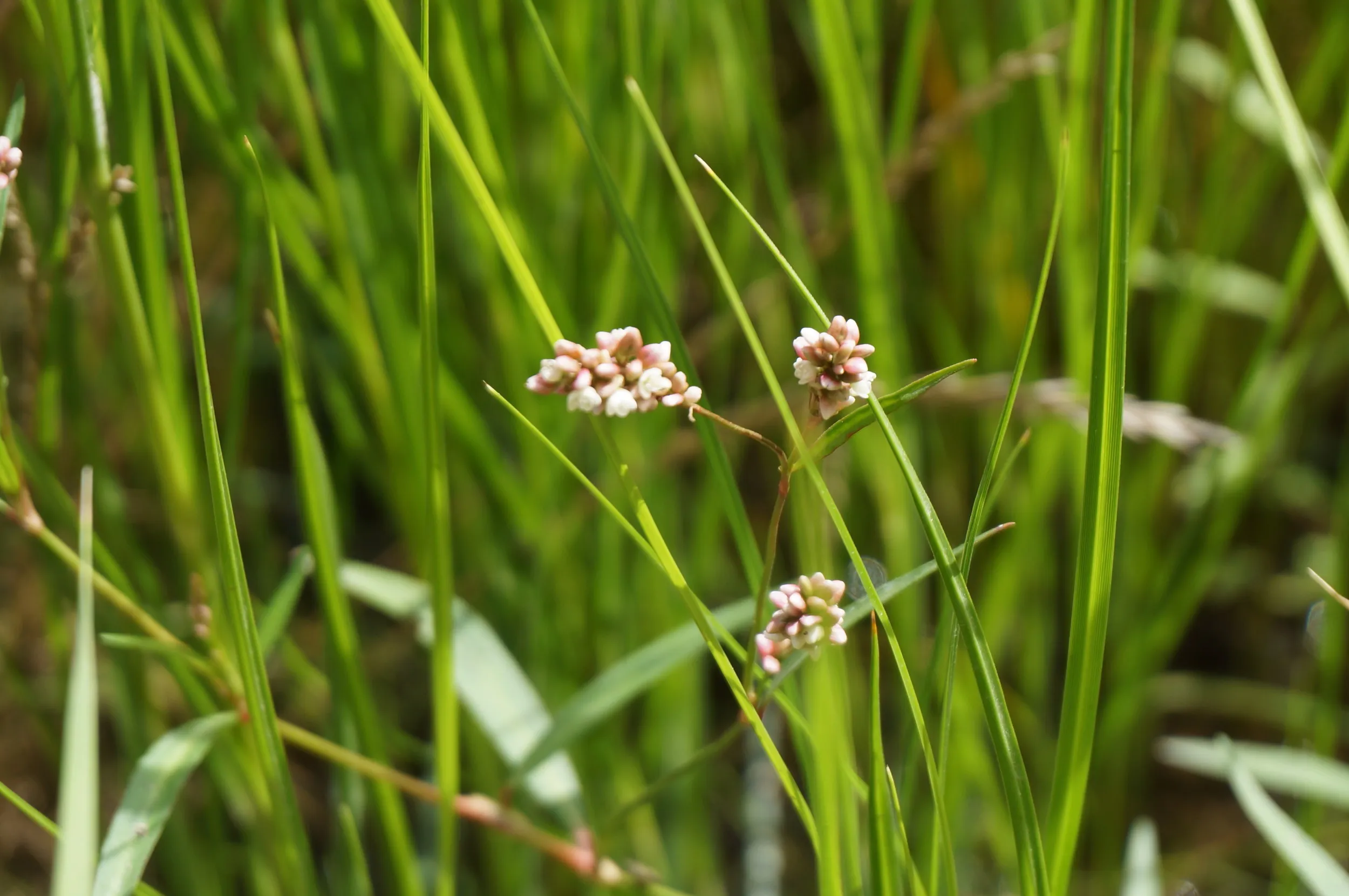 沼地に生い茂る植物