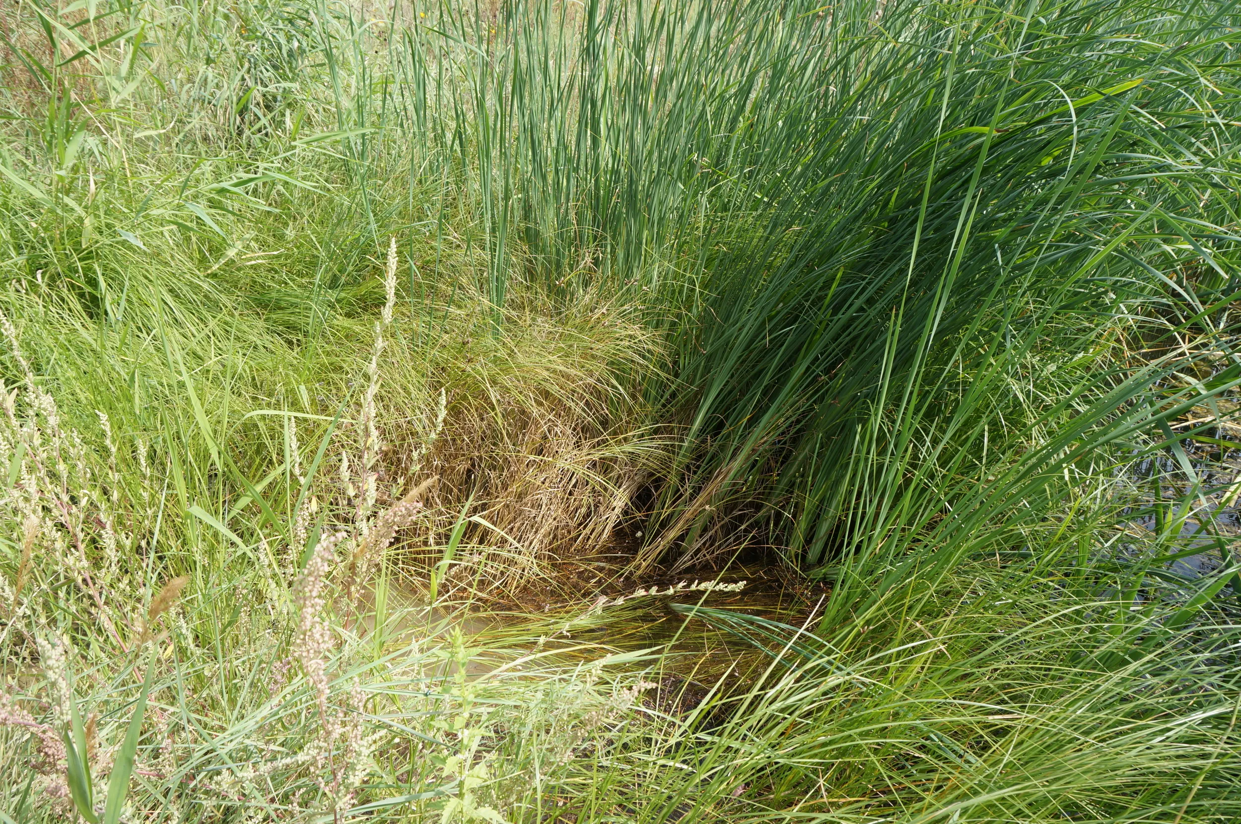 沼地に生い茂る植物