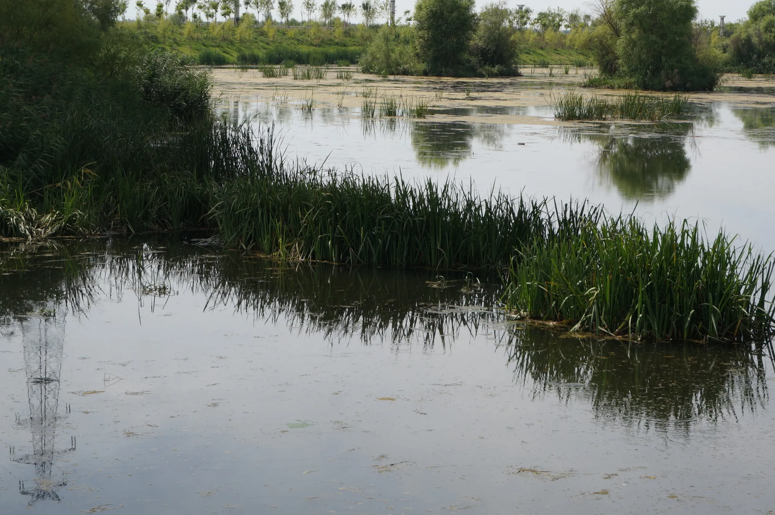 イリ河大橋（新橋）の沼地