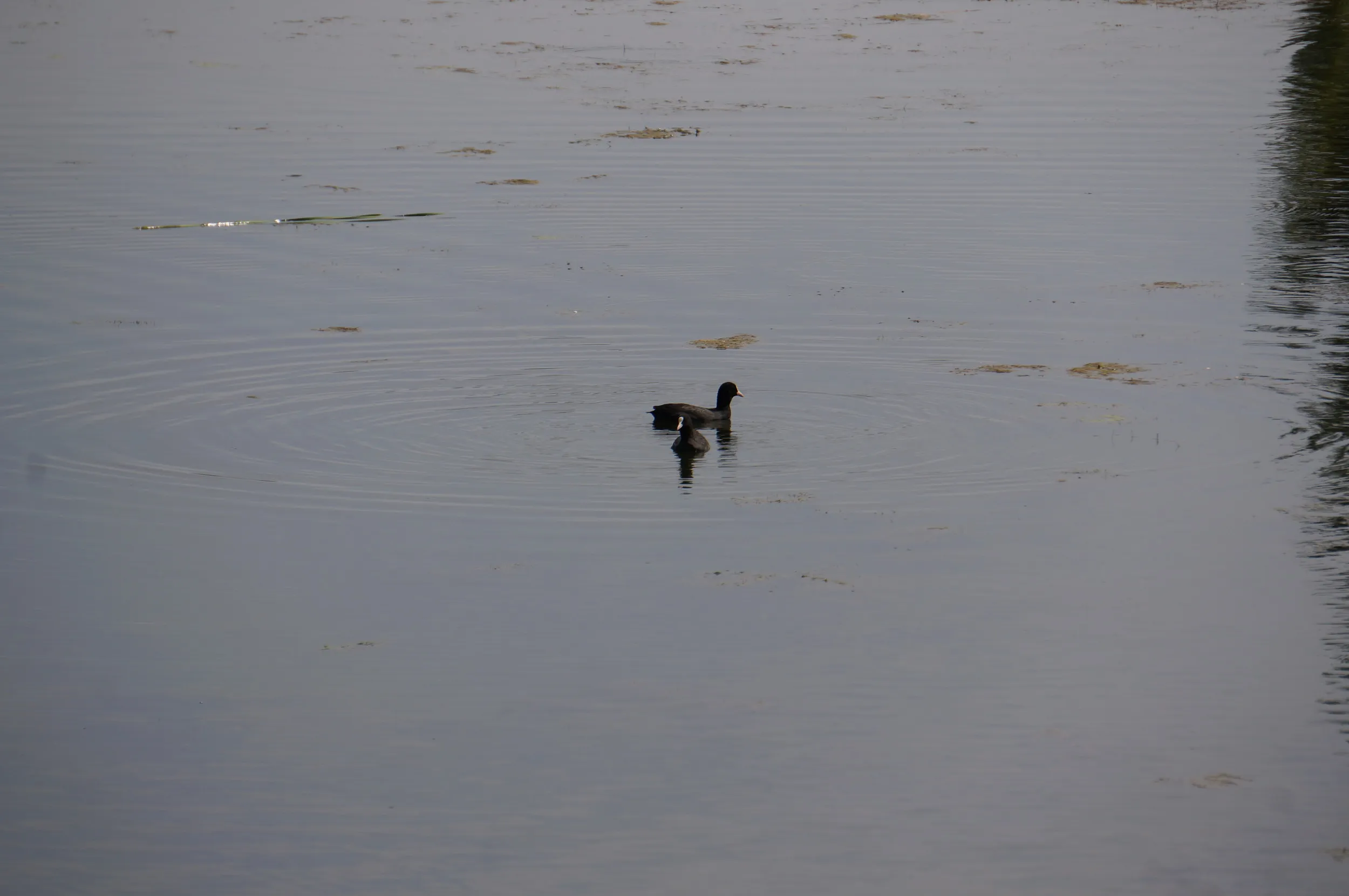 イリ河大橋（新橋）の沼地