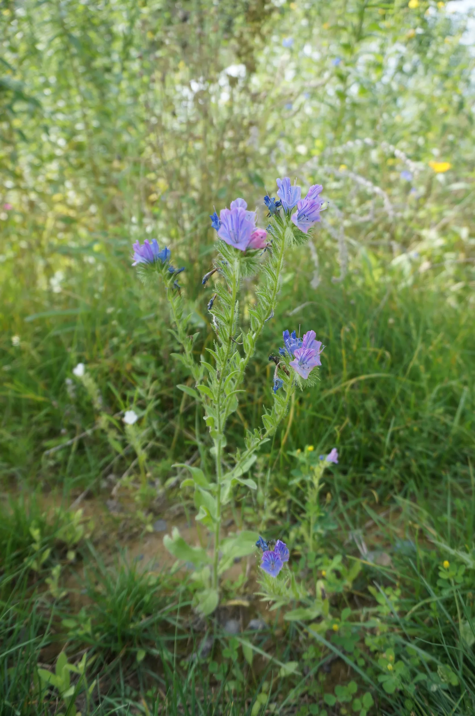 河畔に咲く青い花